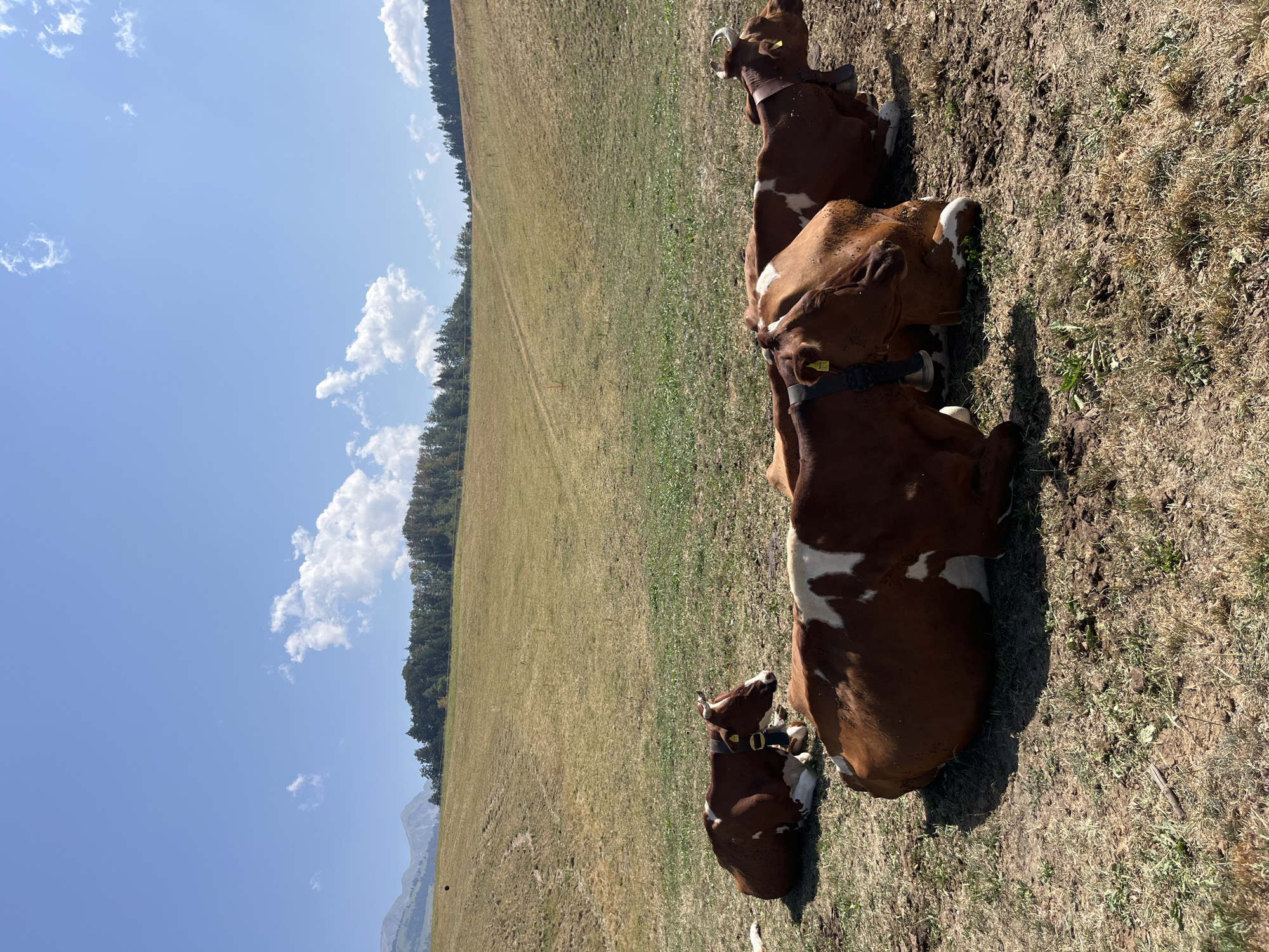 In Pringy, Switzerland, on a bright, sunny day, three brown and white cows are resting in a grassy field. The cows are lying down on the dry, brown earth, their bodies partially covered by the sparse green grass. The foreground is dominated by the cows and the ground, with some patches of dried mud and scattered vegetation. In the background, a gentle, rolling hill is covered in dry, yellow grass, with a line of dark green trees at its crest. Further in the distance, the hazy outline of mountains can be seen against a clear blue sky dotted with fluffy white clouds. The scene suggests a peaceful rural environment, likely a pasture for livestock in the Swiss countryside.