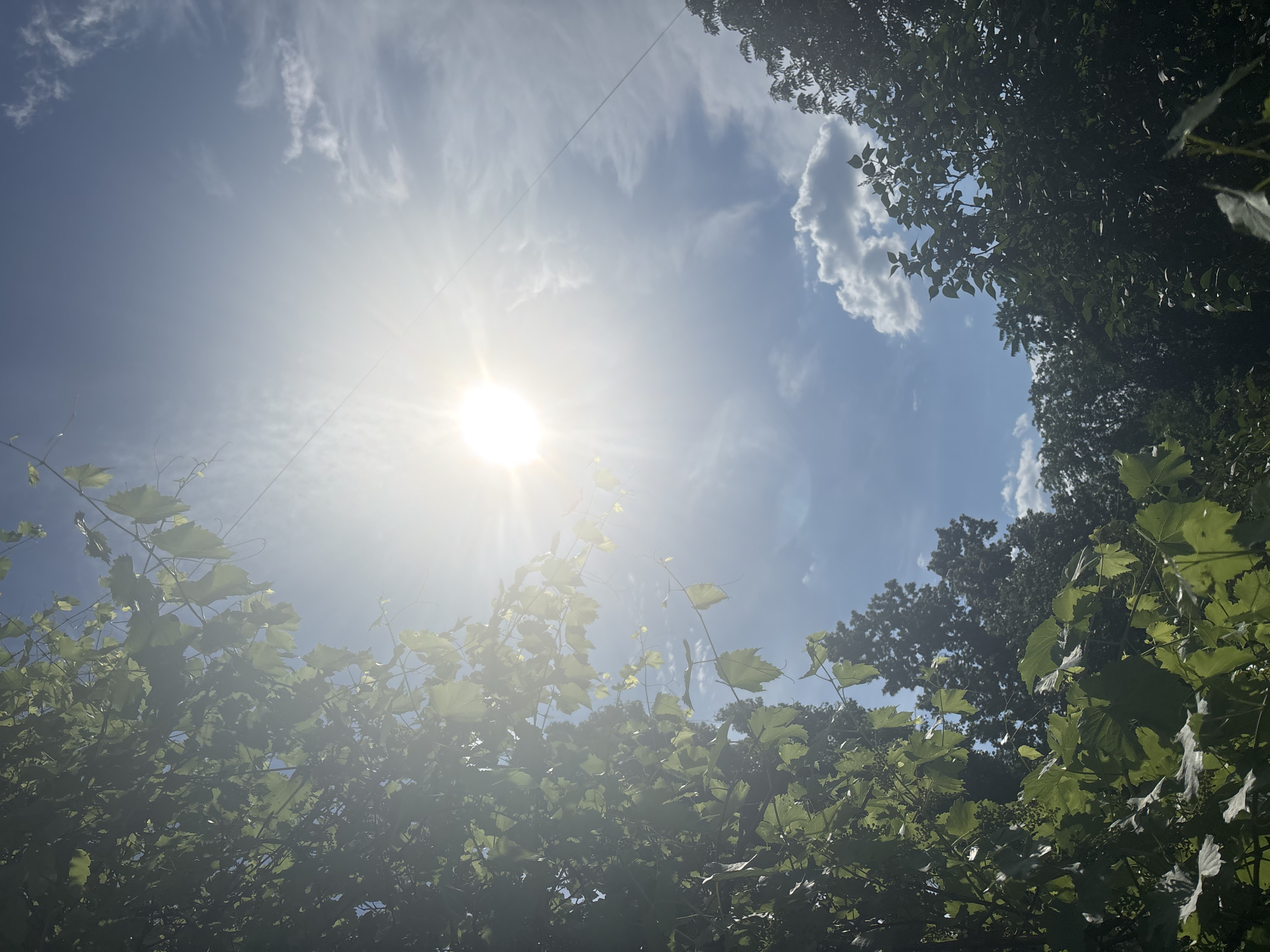 The image depicts a bright, sunny day with a clear blue sky dotted with wispy white clouds. The sun is prominently featured in the upper left quadrant, radiating a strong glare and lens flare. Framing the sky are lush green leaves and branches from trees, creating a natural border at the top and sides of the frame. In the foreground, a tangle of green leaves and vines, possibly from a grapevine, obscures parts of the scene. Some of these leaves are illuminated by the sunlight, while others are in shadow. A thin, dark line, likely a wire or string, is visible diagonally across the sky. The overall impression is one of a warm, summery day, possibly outdoors in a garden or natural setting. The lighting suggests it is daytime, likely late morning or early afternoon. No people or specific objects are identifiable other than the natural elements of trees, vines, sky, and sun. No text is visible in the image.
