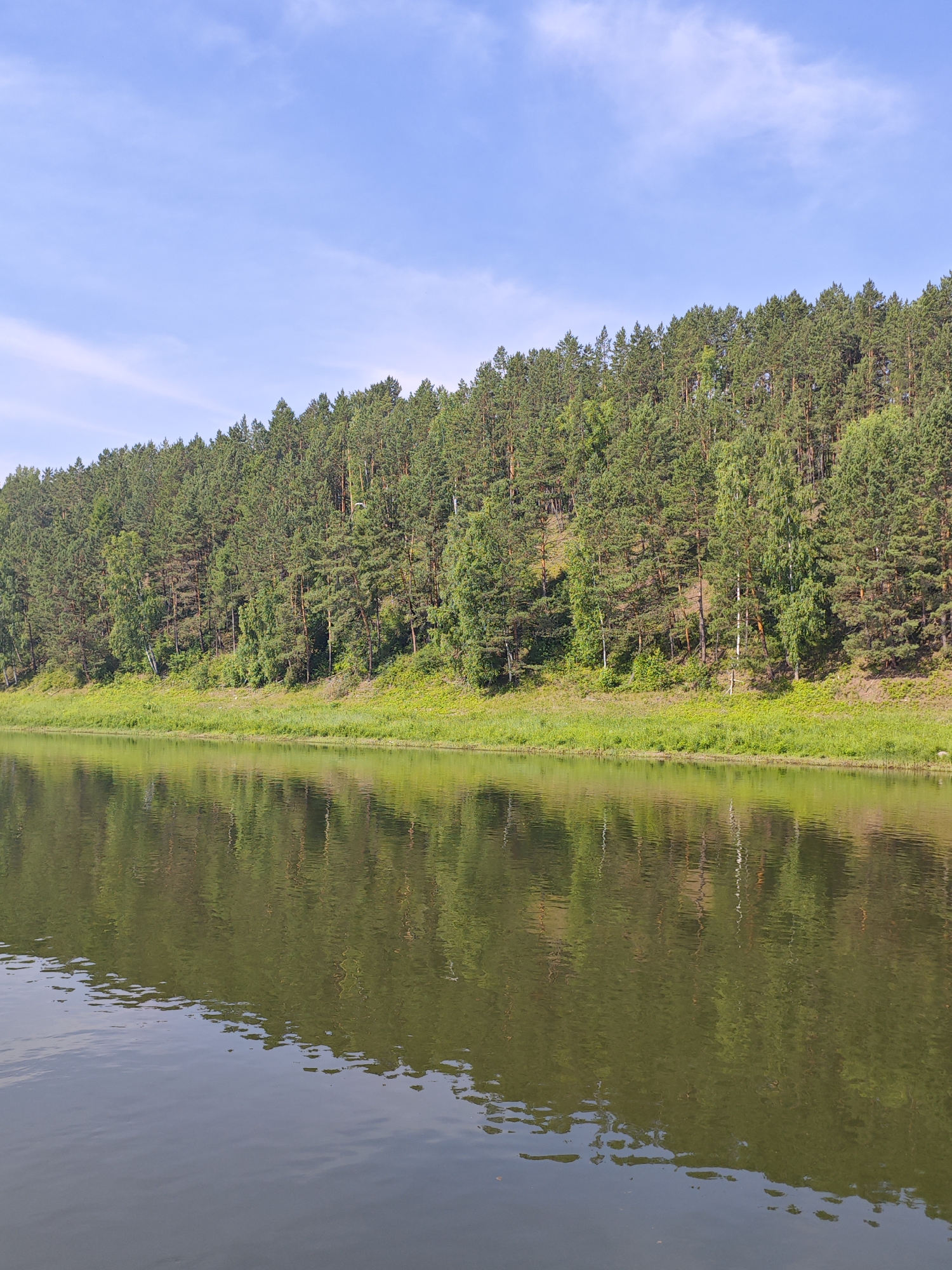 The image depicts a tranquil natural scene along the bank of a river, likely in Piskunovka, Russia, under a clear blue sky with sparse white clouds. The foreground is dominated by the still, reflective surface of the water, mirroring the lush green forest that lines the opposite bank. The forest itself is dense, comprised of various types of trees, predominantly coniferous pines, with some deciduous trees interspersed, creating a varied texture of green hues. The trees grow on a gentle slope, with a strip of vibrant green grass and smaller vegetation along the water's edge. The overall impression is one of natural beauty and serenity, with no human presence visible.