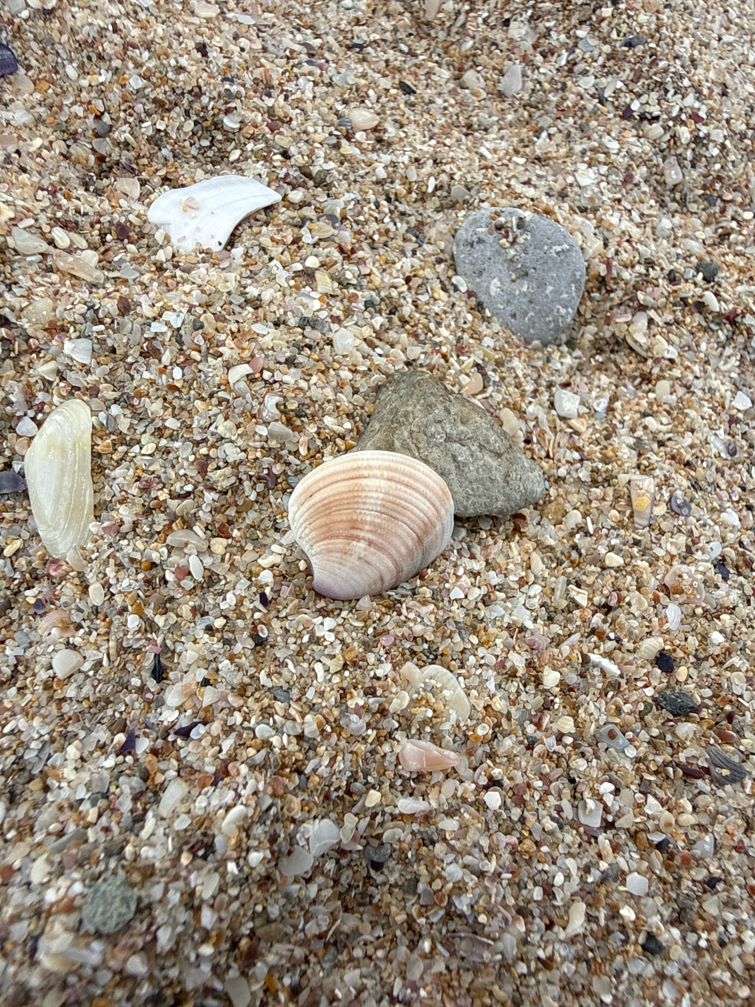 The image depicts a close-up view of wet beach sand littered with numerous small shells, shell fragments, and pebbles. In the foreground, a distinct spiral-shaped seashell with alternating light and dark pinkish-brown bands is prominently featured. To its left, a translucent, elongated shell lies on its side. Further back and to the right of the spiral shell, a grey, rounded stone is visible. A white, curved shell fragment is also present in the upper left quadrant of the image. The overall texture of the scene is granular, characteristic of a beach environment. The lighting suggests an overcast day. There are no people or animals visible in the frame. The image captures a section of the natural beach landscape.