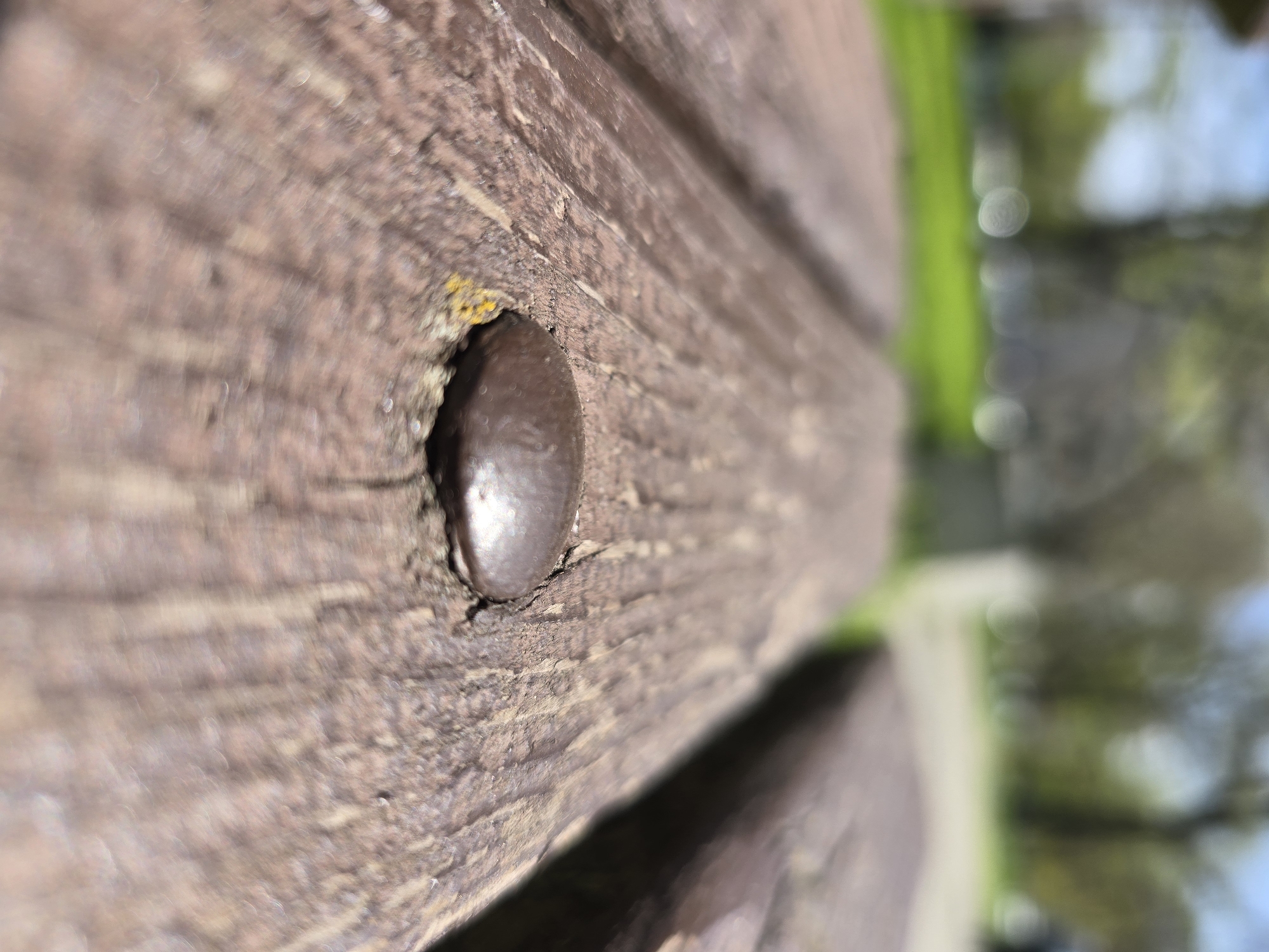A close-up, shallow depth-of-field photograph captures a section of a coarse-grained, dark brown wooden surface, likely part of an outdoor structure such as a bench or fence. The wood exhibits distinct grain patterns, some cracks, and subtle variations in color, including hints of lighter brown and possibly yellow lichen or moss near the central object.
The primary subject in sharp focus is a prominent, dark brown, rounded nail head or bolt head, partially embedded into the wood. Its surface shows a slight metallic sheen or reflection, indicating bright lighting conditions.
The background is heavily blurred (bokeh effect), revealing indistinct shapes and colors. Vibrant green foliage is visible, suggesting trees or bushes. Patches of lighter blue and white hues indicate the sky, implying an outdoor setting on a clear, sunny day. No specific activity or event is taking place; the image is a still life focused on texture and detail.
The lighting appears to be natural and bright, highlighting the contours and textures of the wood and the nail head. The perspective is at a slight angle, emphasizing the three-dimensional quality of the nail and the wood's surface. No visible text is present in the image.