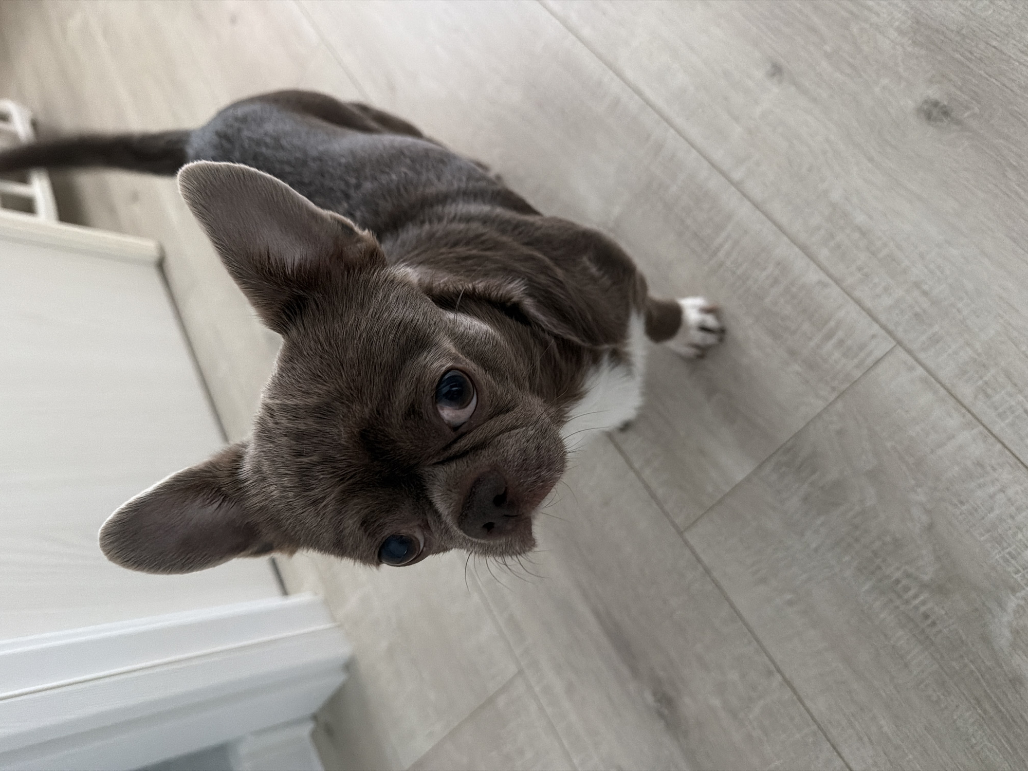 A brown and white Chihuahua is looking up at the camera from a light-colored wood-look floor. The dog has large, pointed ears and a long tail. Part of a white cabinet is visible in the upper left corner. The scene is indoors. There is no information to place the image within Votkinsk, Russia.