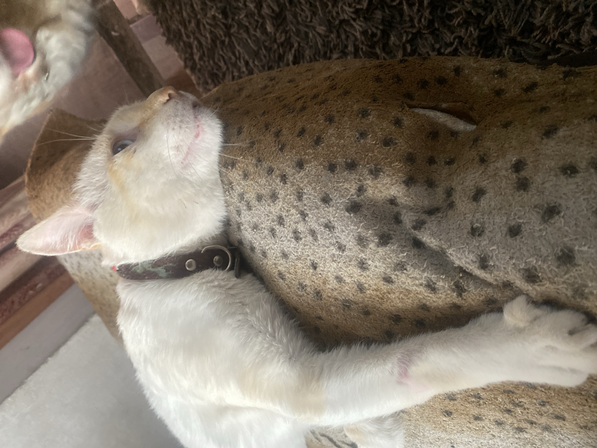 A cat is lying on a patterned surface. The cat is mostly white, with some beige markings on its head and neck. It is wearing a collar. The cat is lying on a brown surface with dark spots. The scene appears to be indoors. The location in the city of Arica, Chile cannot be determined from the image.
