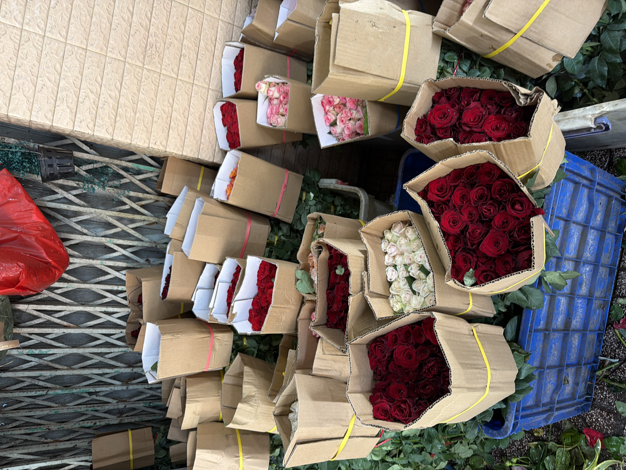 This image captures a wholesale display of numerous fresh roses, primarily deep red, light pink, and white/cream, arranged in cardboard boxes on the ground. The boxes are spread across a paved surface, with many open to reveal tightly packed bouquets. Some boxes are secured with yellow or pink/red plastic straps.
The setting appears to be an outdoor or semi-outdoor commercial area, likely a flower market or distribution point in Nha Trang Ward, Vietnam. To the upper left, a beige tiled surface with a textured pattern is visible. Below it, a grey metal roller shutter or gate lies horizontally, suggesting a commercial entrance. Loose rose leaves and stems are scattered on the ground around the boxes, indicating recent activity.
Additional objects include a partially visible red plastic bag on the left and a worn blue plastic crate on the right, commonly used for transport or storage. The lighting suggests it is daytime, with no strong shadows, implying fair weather. The scene conveys a bustling atmosphere of floricultural trade. No people are visible. Any text on the boxes is not clearly legible.