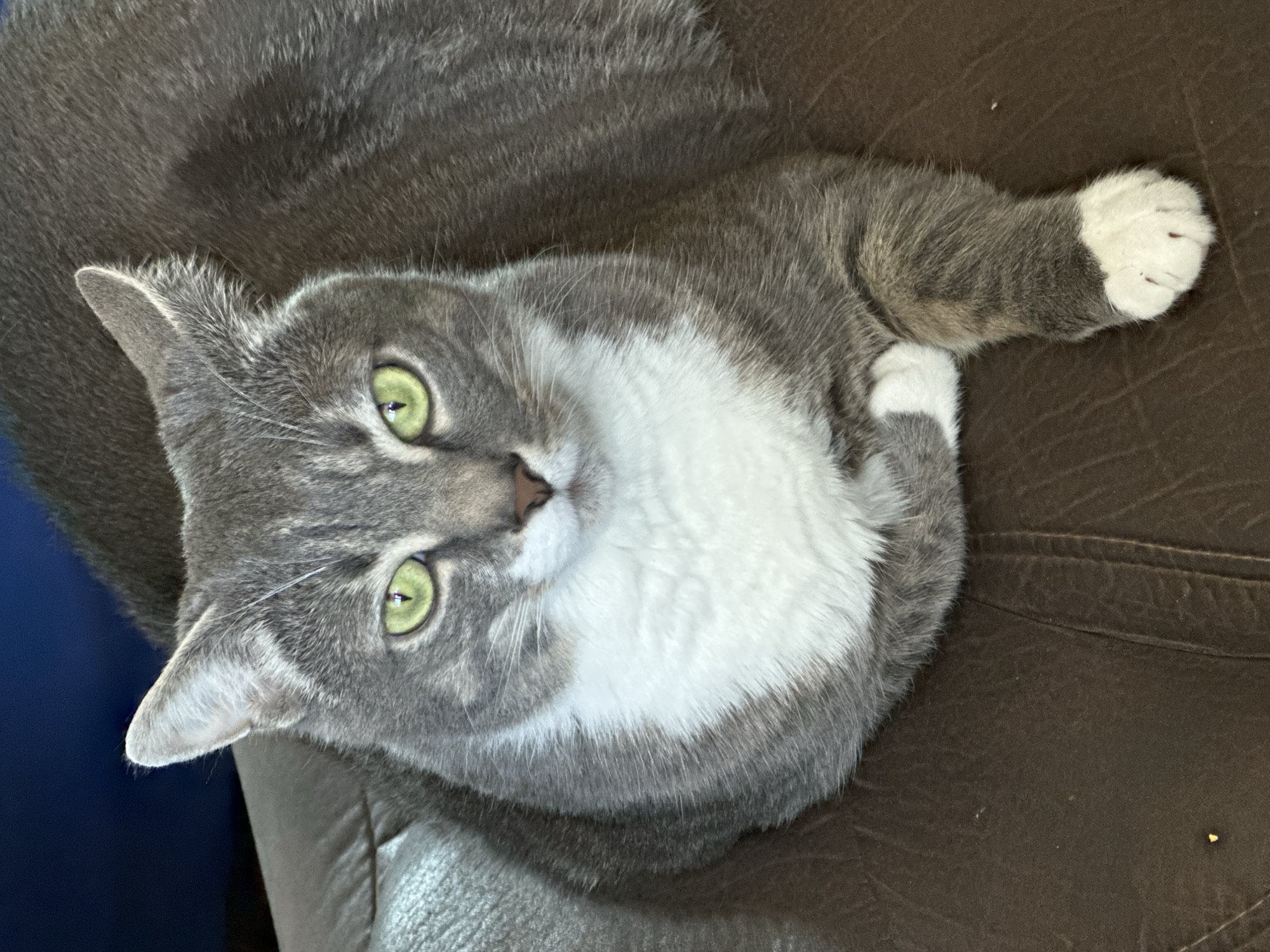 A grey and white cat lies on a brown couch, looking up at the camera with bright green eyes. The cat's fur is soft and appears to be well-groomed. Its face is predominantly white with grey markings around its eyes and ears. One of its front paws, with white fur, is resting on the couch. The couch is made of a textured, brown material, possibly leather, with visible seams. The lighting suggests it could be daytime, with natural light illuminating the scene. The cat's expression is calm and curious. There are no people or text visible in the image.