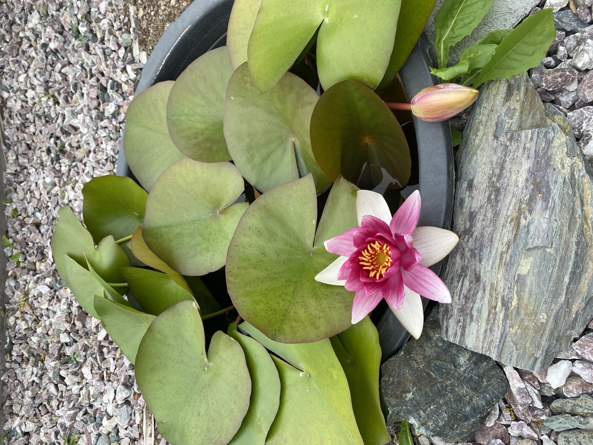 A close-up, high-angle shot shows a water lily plant in a dark pot filled with water, surrounded by decorative gravel and rocks. The water lily has large, green, circular leaves floating on the surface. A single pink and white water lily flower is in full bloom, positioned on the left side of the frame. In the lower right, a closed water lily bud is visible. The pot is partially submerged in decorative gravel consisting of small, multi-colored stones and larger, flat grey and green rocks. The scene is located in Tret'ya Pad', Russia.