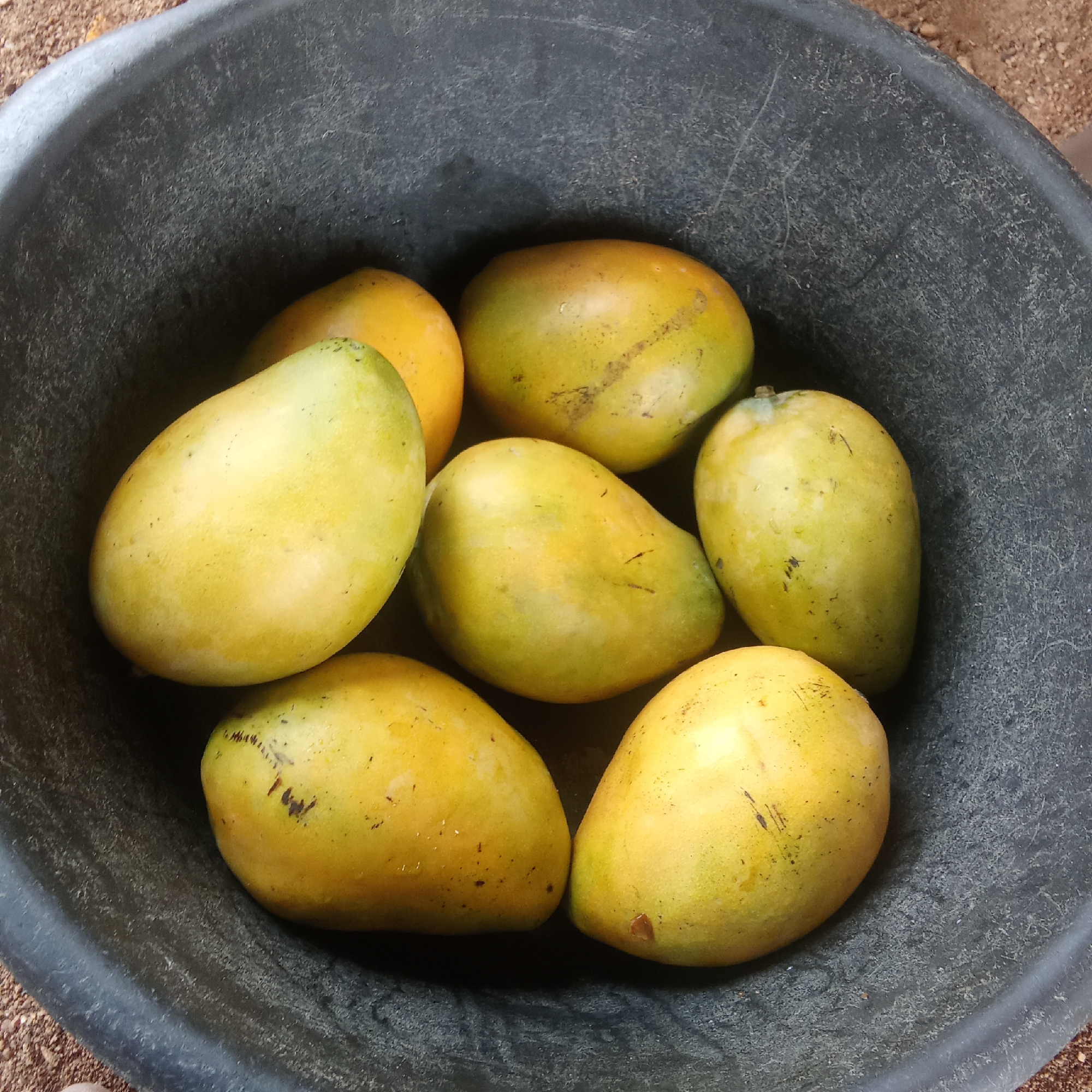 A top-down shot shows a black plastic tub containing seven ripe mangoes. The mangoes exhibit varying shades of yellow and green, indicating ripeness. The tub itself sits on a reddish-brown surface of dirt. The location is inferred to be Akwanga, Nigeria based on query context. No people or interactions are visible.