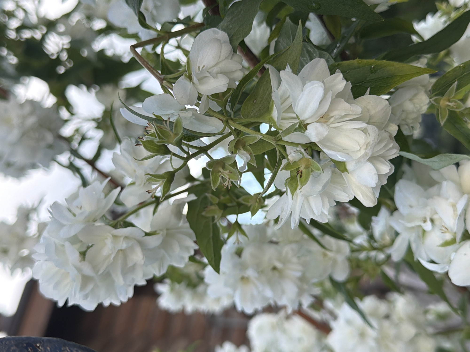 This close-up, low-angle shot captures a cluster of delicate white flowers, likely jasmine, in full bloom. The flowers have multiple ruffled petals and are interspersed with green leaves and some small, immature seed pods. The lighting suggests it is daytime, possibly overcast or the flowers are in shade, as the white petals are softly illuminated without harsh shadows.
The background is a soft blur of white from other blossoms and some muted green foliage, with hints of brown and darker tones that could be wooden structures or earth. The overall impression is one of natural beauty and a tranquil garden setting. The focus is sharp on the central flowers, highlighting their intricate textures, while the surrounding elements are out of focus, creating a bokeh effect. There is no visible text in the image. The scene evokes a sense of freshness and the peak of summer bloom.