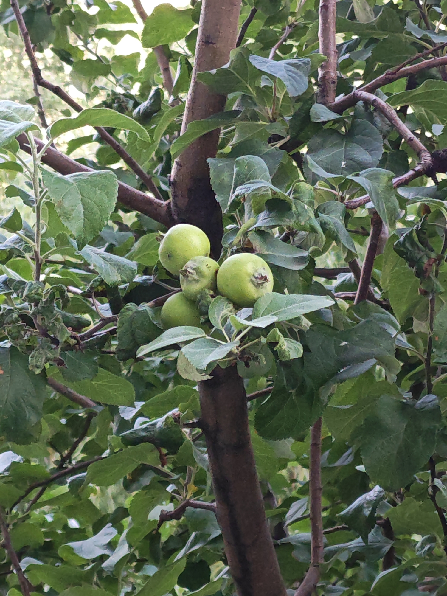 This is a medium shot, outdoor photograph of a tree branch with several young, green apples. The apples are clustered together, with one apple slightly detached from the main group. The tree is lush with green leaves, and the background is blurred, suggesting a natural setting. There are no people or animals visible in the image. The lighting appears to be natural daylight. The scene is set in Tolyatti, Russia.