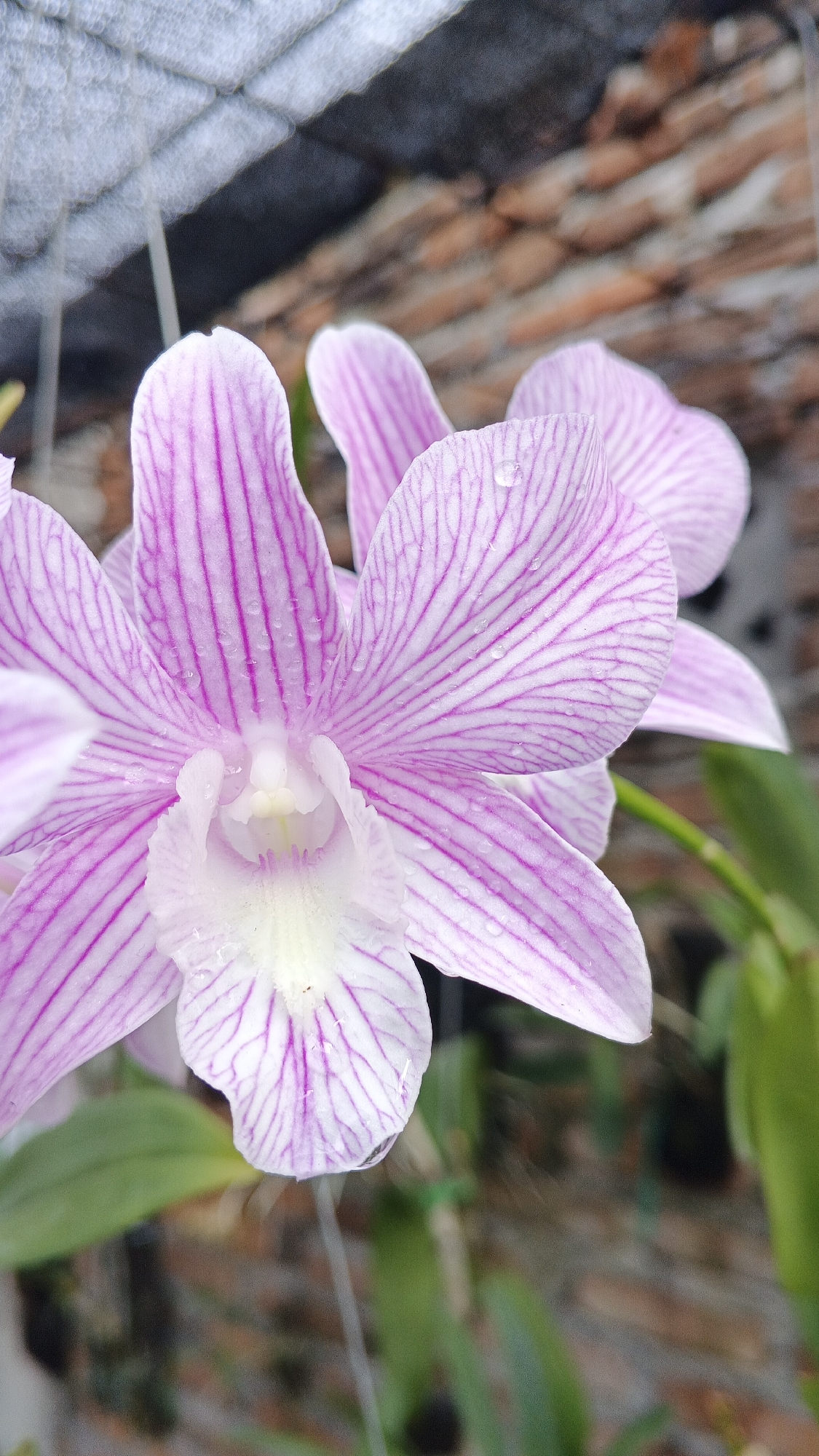A close-up, eye-level shot focuses on a cluster of pink and white striped orchid flowers. Water droplets cling to the petals, which exhibit delicate, parallel veins. In the background, a blurred brick wall and some green foliage are visible, along with a light-colored mesh material above. The overall scene suggests an outdoor or greenhouse environment, possibly in Ambarketawang, Indonesia, given the context of the request. No people or animals are present in the image.