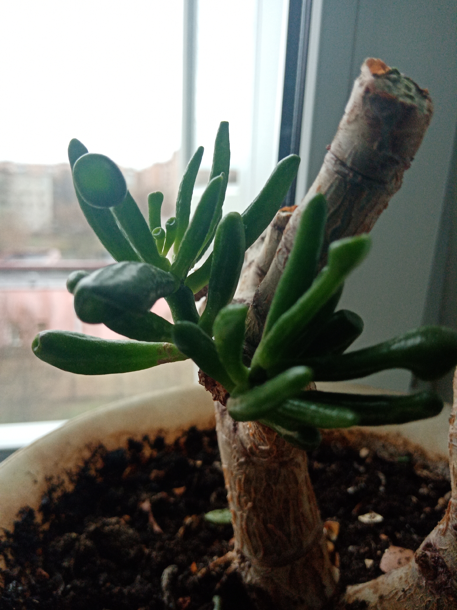 A close-up, indoor photograph features a Gollum jade plant (Crassula ovata 'Gollum') potted in a light-colored pot filled with dark soil. The plant has thick, finger-like green leaves clustered on a brown, woody stem. The leaves appear glossy. The background is blurry, showing a window with a view of buildings, likely in an urban setting. The location is assumed to be in the city of Elektrostal, Russia. The lighting appears to be natural, coming from the window.