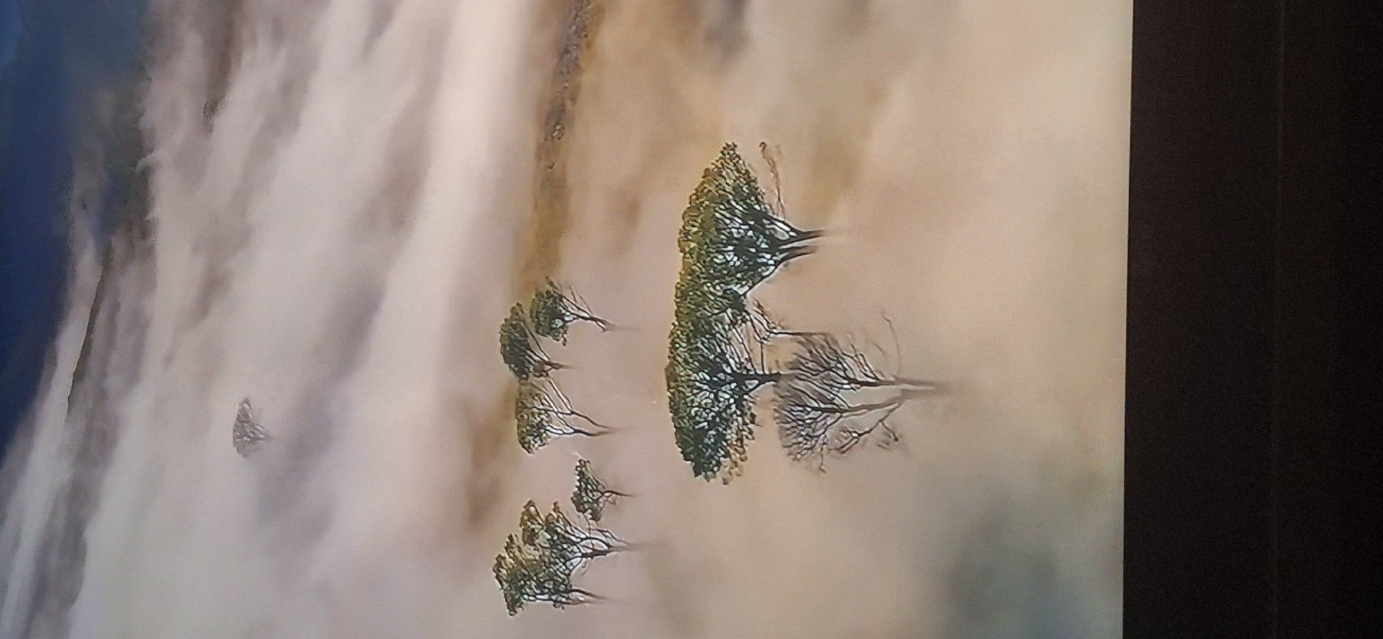 A misty, aerial landscape features several trees partially obscured by fog. In the foreground, a bare tree stands next to two trees with green foliage. Further in the distance, a cluster of trees with green canopies emerges from the fog. In the upper portion of the image, another lone tree is visible through the mist, with a dark, mountainous silhouette and a deep blue sky in the background. The image does not contain any identifiable elements or landmarks associated with the city of Bila Tserkva, Ukraine.