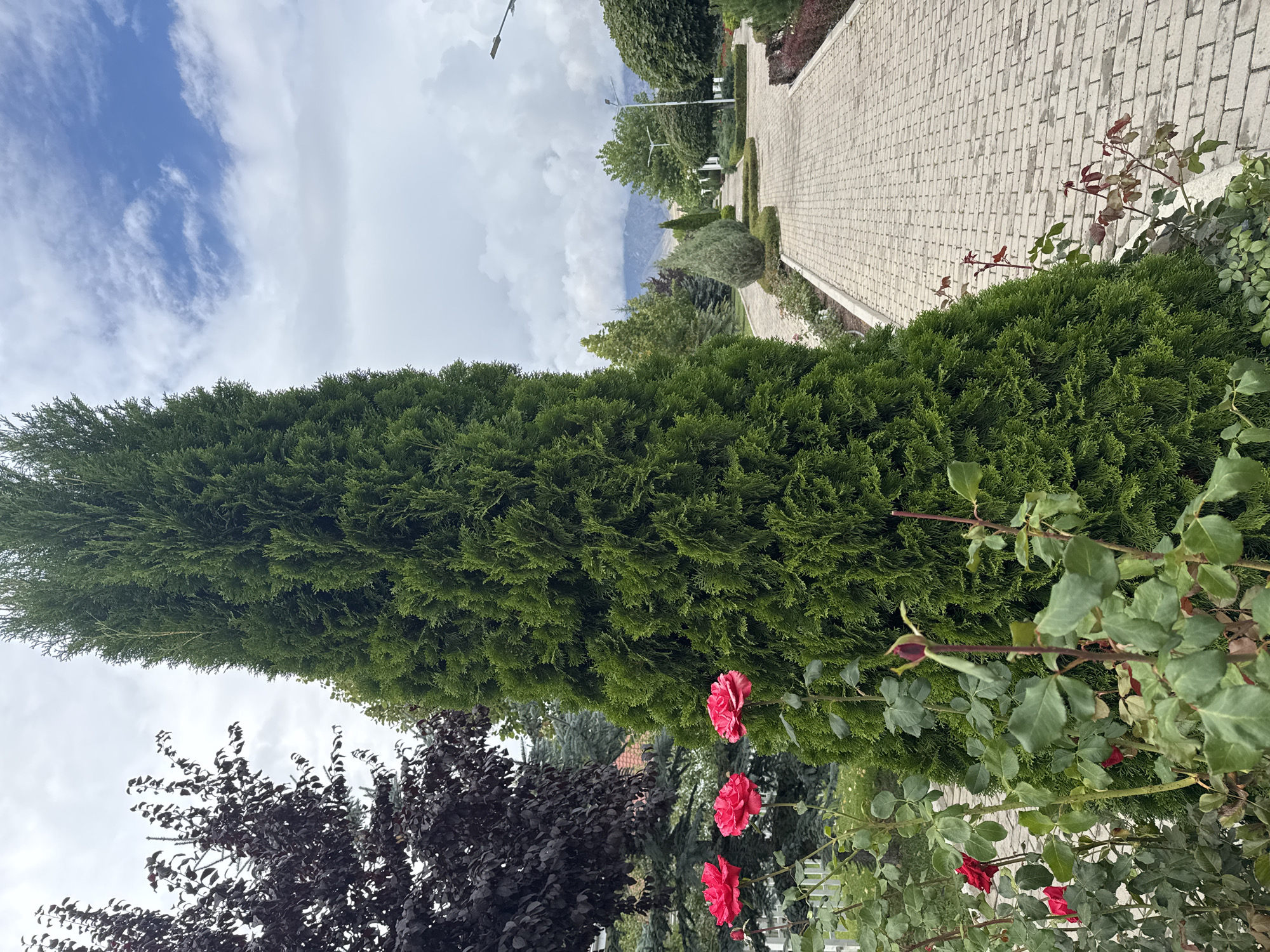 The image captures a serene park scene in Sary-Oy, Kyrgyzstan, on a cloudy day. In the foreground, vibrant pink roses bloom amidst lush green foliage, contrasting with a tall, dark green evergreen tree to their right. A paved walkway, constructed with light-colored rectangular bricks, stretches into the distance, lined with manicured bushes and trees. The pathway leads towards a mountainous backdrop partially obscured by clouds. The sky is a mix of blue and grey clouds. The overall impression is one of a well-maintained public space, possibly a garden or a promenade, designed for leisurely strolls.