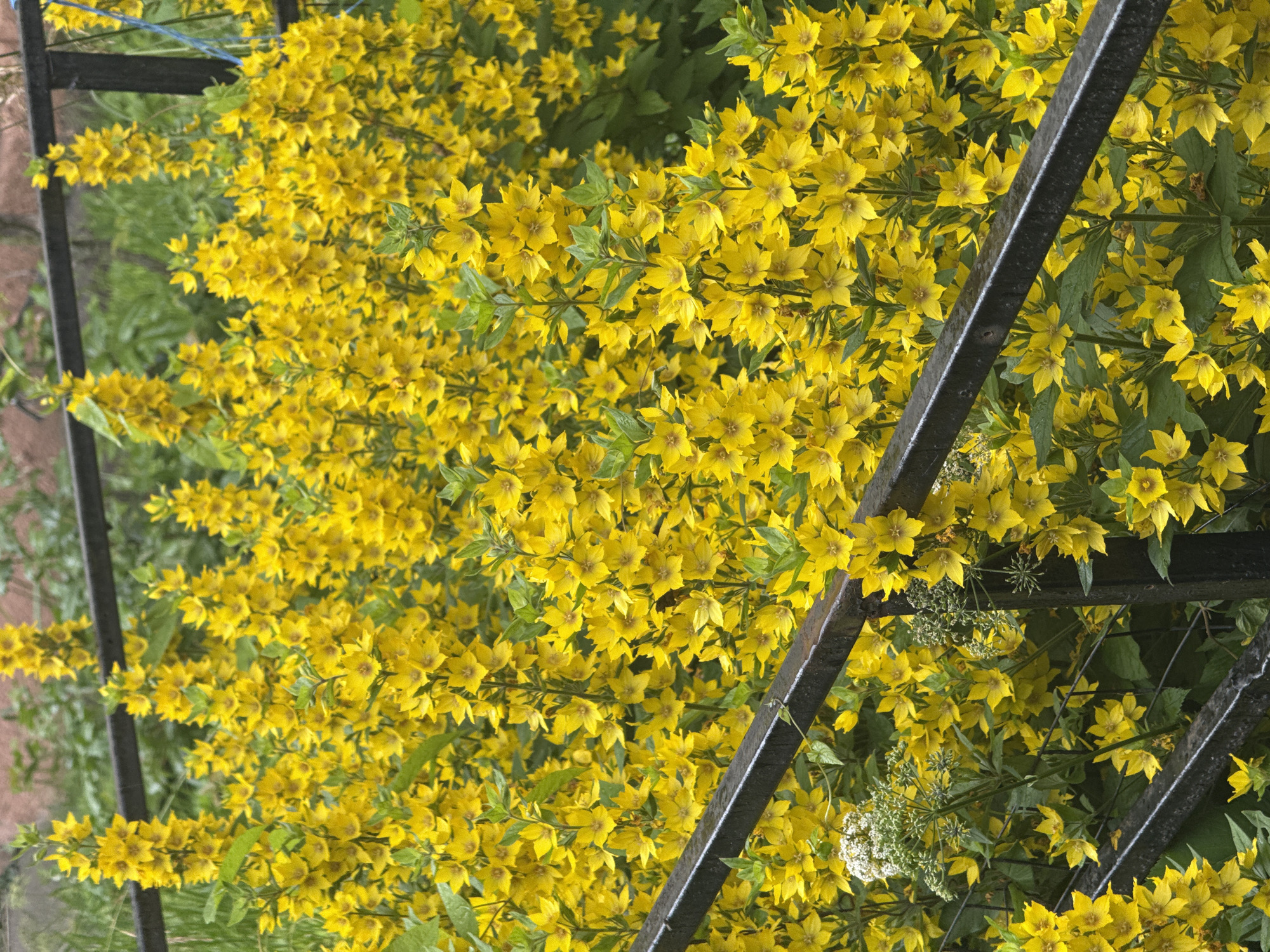 The image displays a dense cluster of bright yellow flowers with five petals, possibly Lysimachia punctata, growing in a garden area. The flowers are arranged in tall, spiky clusters along upright stems, interspersed with green leaves. A dark metal fence runs horizontally through the foreground and middle ground of the image, partially obscuring the flowers. In the background, there are blurred green foliage and what appears to be a light-colored building or structure. The overall impression is of a vibrant, naturalistic setting, possibly a residential garden in the city of Khimki, Russia, given the context of the request. There are no people or animals visible in the frame.