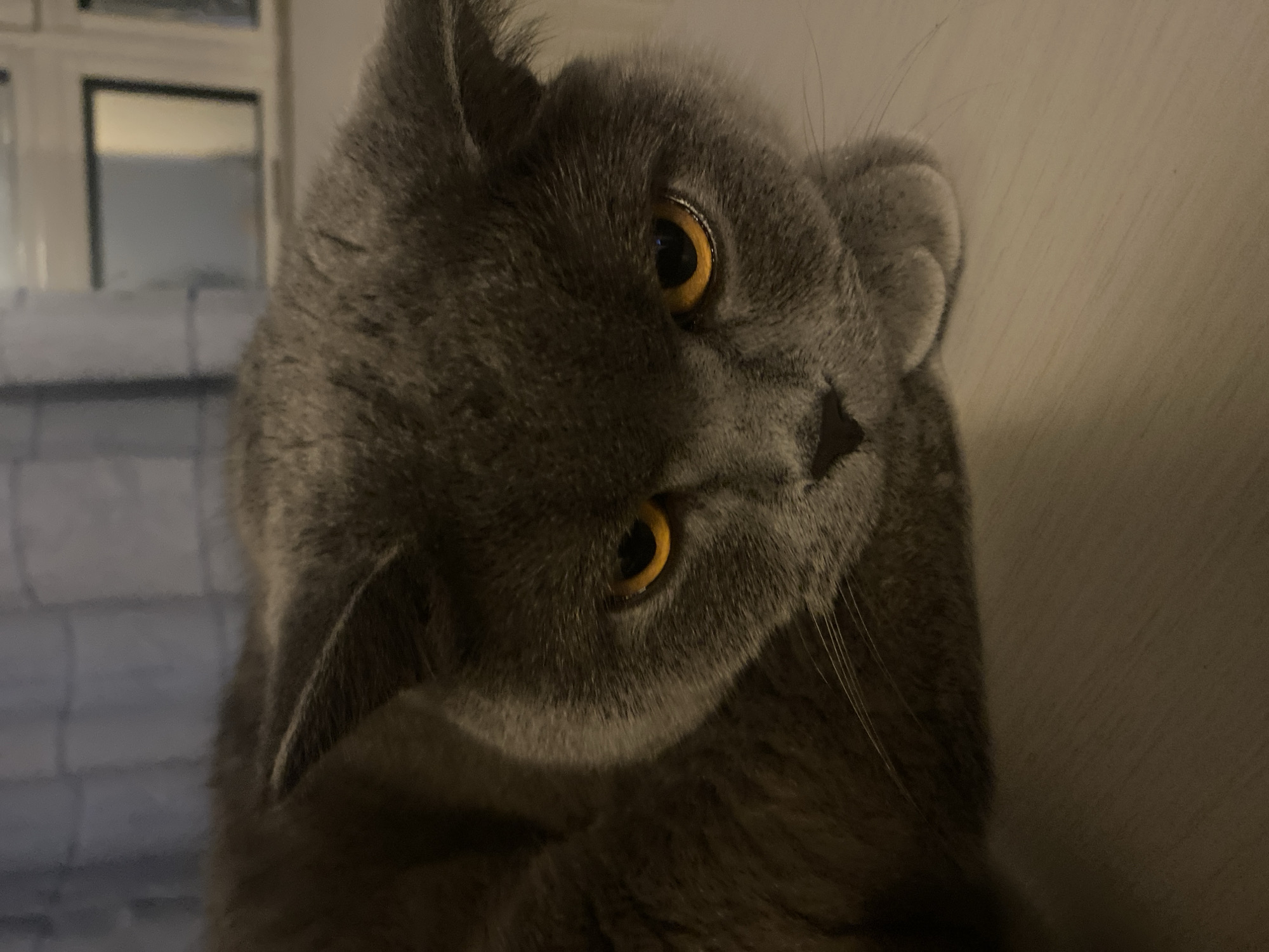 The image shows a close-up of a grey British Shorthair cat with bright orange eyes, resting on a light-colored surface. The cat's head is tilted forward, with its ears pointed slightly upwards. Its fur appears thick and soft. In the background, out of focus, is a window with a sheer curtain and a glimpse of an interior space. The lighting suggests an indoor setting, likely in a residential environment. The image does not contain any elements that would indicate its location in Iași, Romania, or any specific city.