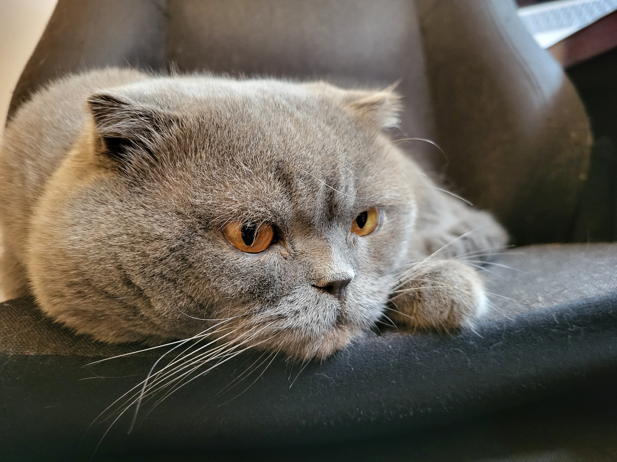 This is a close-up, eye-level, medium shot of a grey Scottish Fold cat lying down on a dark fabric surface, possibly a chair. The cat's head is positioned on the surface, and its body extends out of frame to the right. The cat has large, round, orange eyes and its ears are folded forward, characteristic of the breed. Its whiskers are long and white, fanning out from its nose. The cat's fur is short and dense, with a greyish-blue hue. The lighting appears to be soft, illuminating the cat's face and fur. The background is blurred and consists of dark, muted tones, suggesting an indoor setting. There is no visible text in the image. The cat's expression is calm and perhaps a little sleepy, with its gaze directed slightly to the right and downwards. The overall mood is peaceful and intimate, focusing on the feline subject.