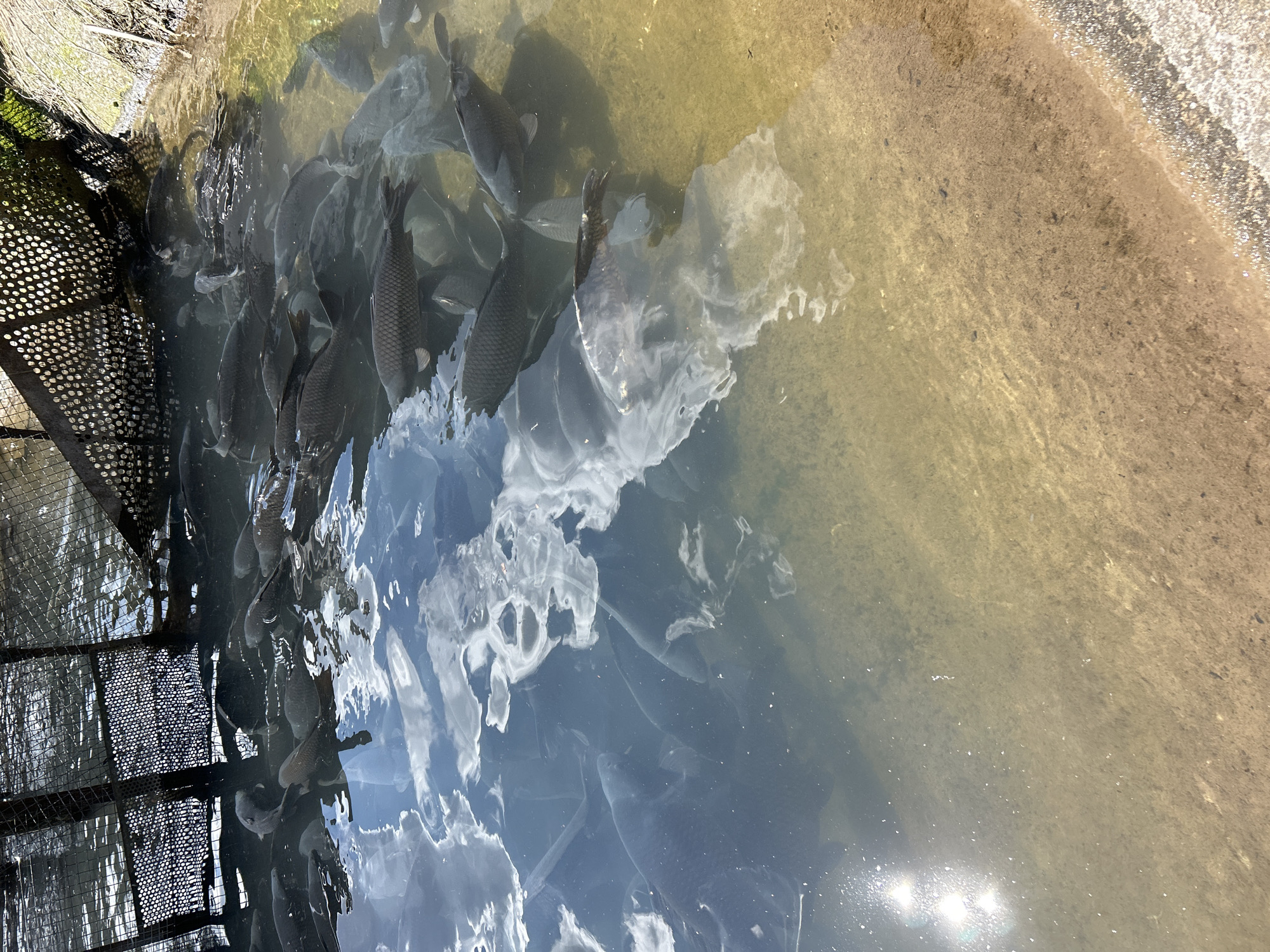 The image shows a large number of dark-colored fish swimming in a body of water. Some are near a metal grate structure on the left side of the image. The water appears murky with white cloud-like reflections on the surface, obscuring the bottom. The water's edge is visible on the right, showing a muddy or sandy bank. The image was taken in Gabrovo, Bulgaria.