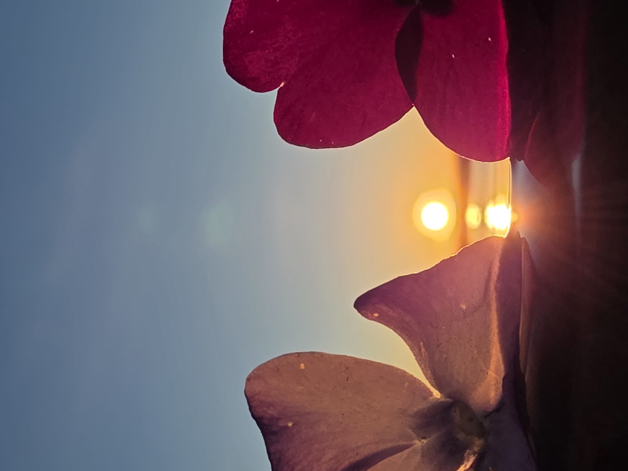 The image depicts a close-up, low-angle shot of flower petals against a bright sky, possibly at sunset. Two flower petals are visible: a pinkish-red petal at the top of the frame and a light purple petal at the bottom. The bright light, likely from the sun, is positioned between the petals, creating a glowing effect. The sky is a gradient of light blue, brighter towards the center where the light source is located. The precise location in the city of Chaikovsky, Russia cannot be determined from the visual data.