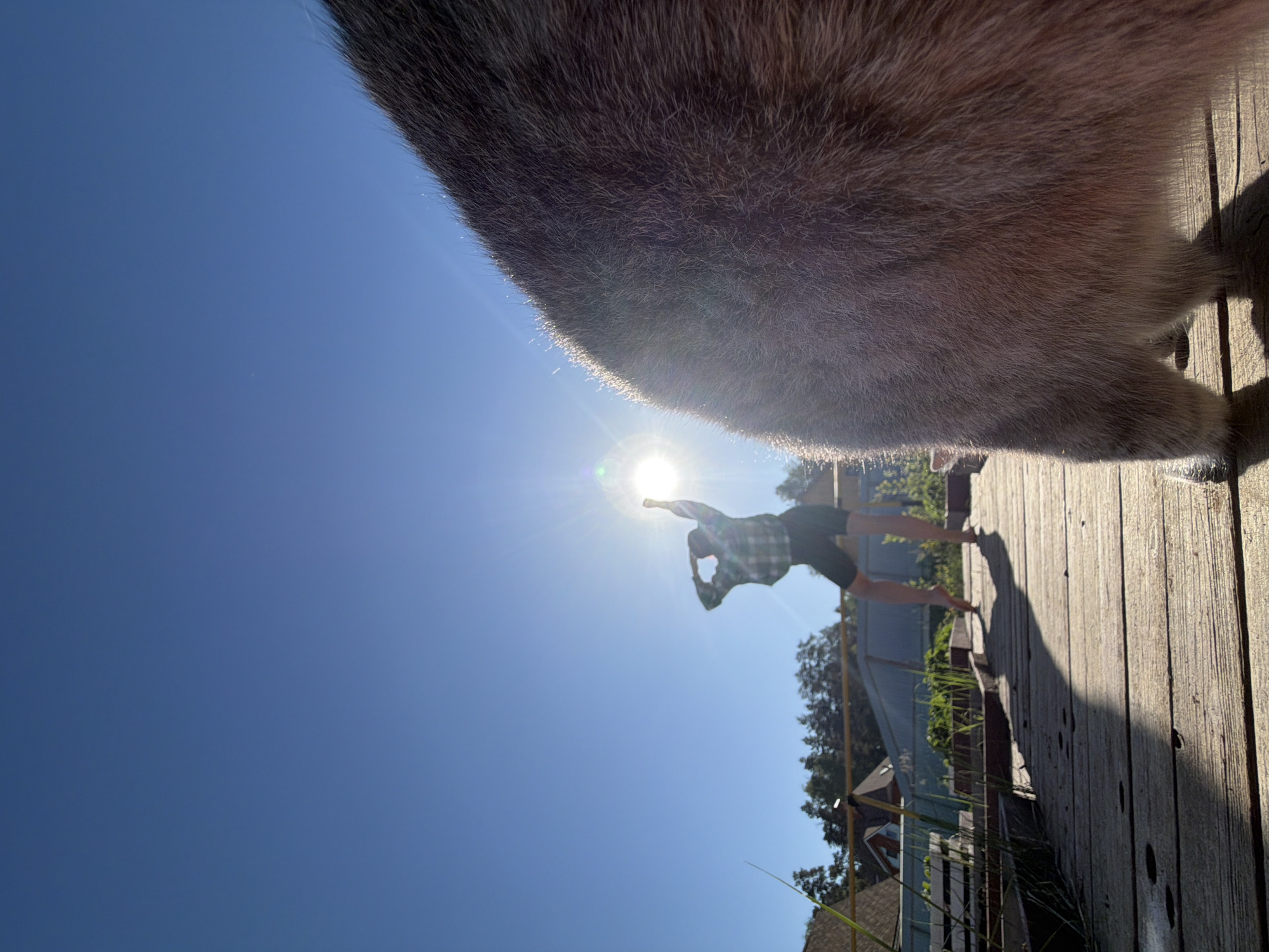 The image shows a low-angle shot of a person performing a yoga pose on a wooden deck. The sun is directly behind the person, creating a silhouette effect. A large, furry object (likely an animal, possibly a dog or cat) is in the foreground, partially obscuring the view. In the background, a building and vegetation can be seen. The location is difficult to confirm as Chaikovsky, Russia based solely on this image; however, the presence of wooden architecture and the surrounding environment provide some context clues. The person appears to be balancing on one leg with their arm raised towards the sun. The focus is sharpest on the furry object and the person in the distance.