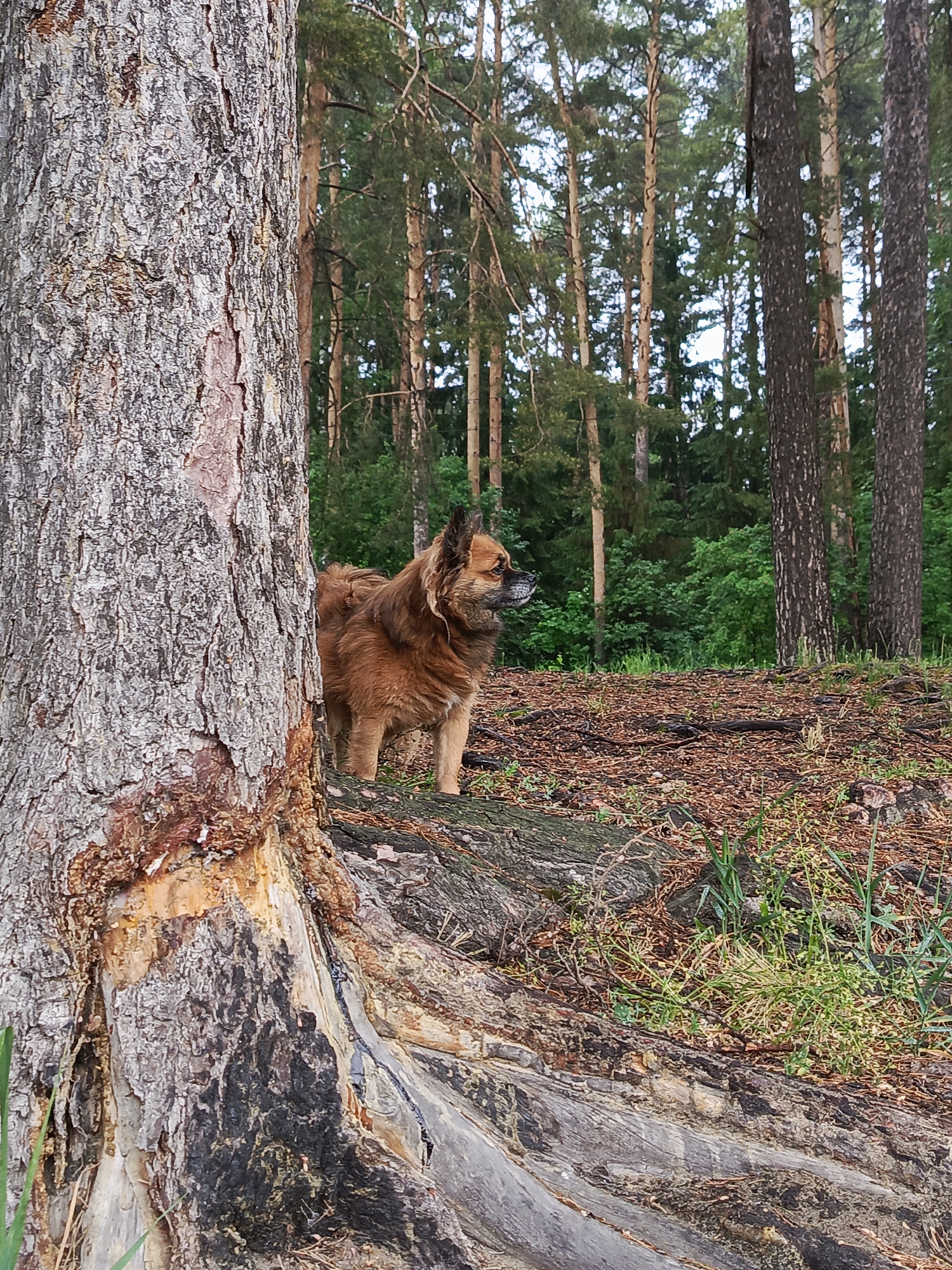 A medium-sized brown dog stands near the base of a large tree in a forest. The tree trunk, with rough, textured bark, dominates the left side of the frame. Other trees, mostly tall and slender with green foliage, populate the background. The ground is covered in pine needles and sparse vegetation. The scene appears to be located in a wooded area in the city of Chaikovsky, Russia.