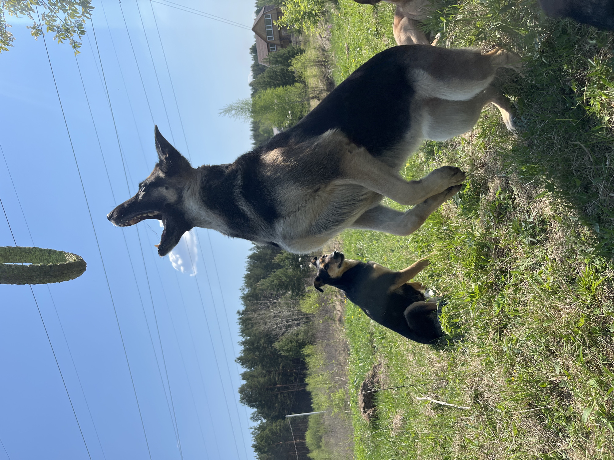 The image depicts a grassy field under a clear blue sky, presumably located outside of Nizhny Tagil, Russia, as evidenced by the presence of typical Russian rural dwellings in the background. Two German Shepherd dogs are engaged in play. One dog is mid-air, jumping towards what appears to be a dog toy suspended from above, potentially by a rope or wire. The other dog is partially visible on the ground, seemingly in a playful posture. Power lines are visible against the sky. The vegetation indicates a rural or semi-rural setting.