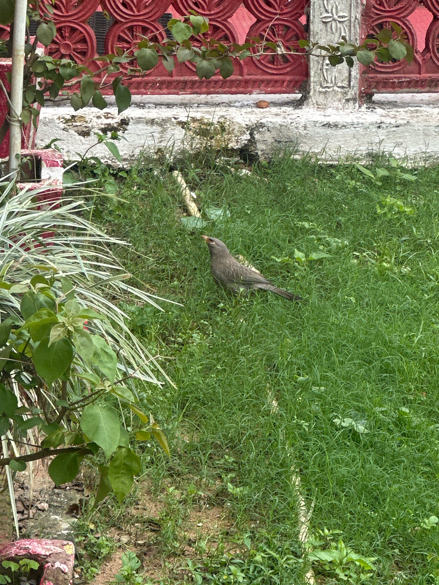 A small, brown bird with a pointed beak stands in a patch of green grass. The bird is facing towards the right of the frame, with its head tilted upwards. In the background, there is a red, ornate wall with circular patterns and a concrete structure. Green leaves and plants are visible in the foreground and around the bird. The lighting suggests it is daytime.