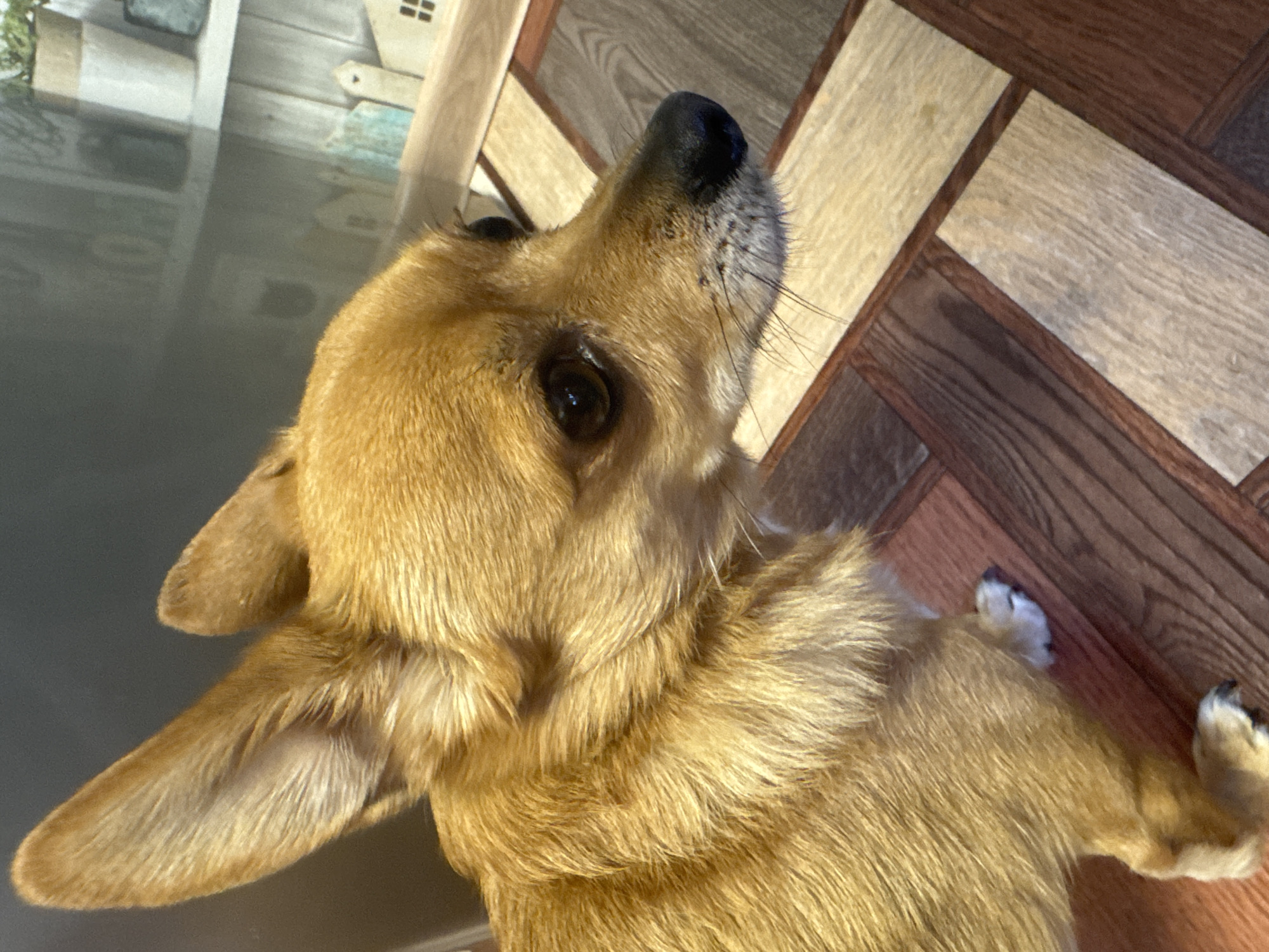 This is a close-up, eye-level, indoor shot of a small, tan-colored dog with large, pointed ears and dark eyes. The dog is positioned on the left side of the frame, looking to the right. Its fur appears short and slightly shaggy. The background consists of a wall with shelving units adorned with decorative items, including small house-shaped figurines and a potted plant. The floor beneath the dog is made of wooden planks arranged in a herringbone pattern, with varying shades of brown and light wood. The image does not provide any information about the location in the city of Chaikovsky, Russia.