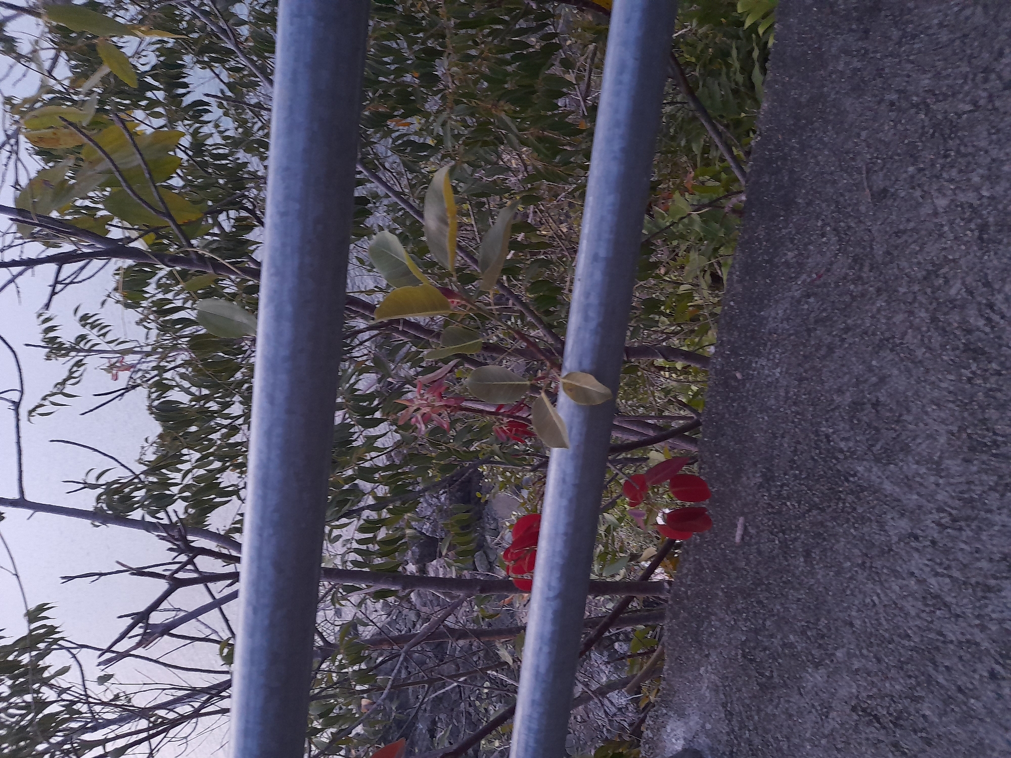 The image shows a close-up view of a metal railing in front of vegetation and a body of water. The railing is composed of two horizontal grey bars. Behind the railing, there are trees with green and some red leaves. A body of water can be seen in the background. The foreground consists of a grey concrete surface. No people are visible in the image. The scene is set outdoors, suggesting a park or a waterfront area in Baan Tai, Thailand. The lighting is dim, possibly indicating early morning or late evening.