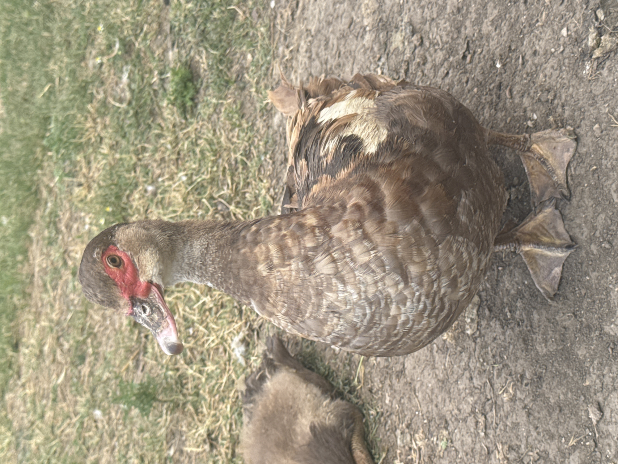 This is an overhead, slightly angled, outdoor photograph of a Muscovy duck and a duckling. The duck is brown and white with a red caruncle around its eye and beak. It is facing left, with its head turned towards the camera. Its webbed feet are visible, splayed out on the ground. The duckling is a fluffy brown and is partially visible beneath the adult duck. The ground is a mix of dry grass and dirt. The lighting suggests it is daytime, likely sunny. The scene appears to be in a rural or semi-rural area. There is no visible text.