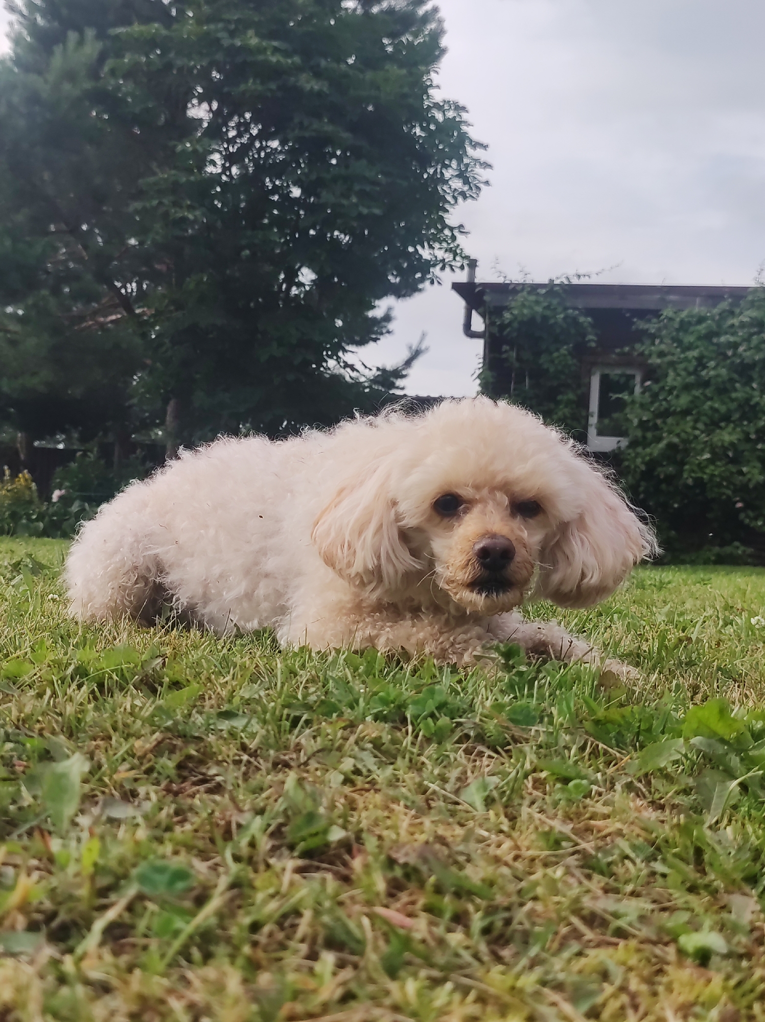 A cream-colored poodle lies on the grass in front of a building covered in ivy. The dog is looking towards the camera with a slightly sad expression. The background shows a house with a dark roof and white-trimmed windows, partially obscured by lush green ivy. To the left of the house, there are tall evergreen trees. The sky is overcast and appears to be a light gray. The grass in the foreground is green and somewhat overgrown with some scattered brown patches. The overall lighting suggests it is daytime, possibly late afternoon or early evening, and the weather is cloudy. The scene depicts a dog resting outdoors in a yard.