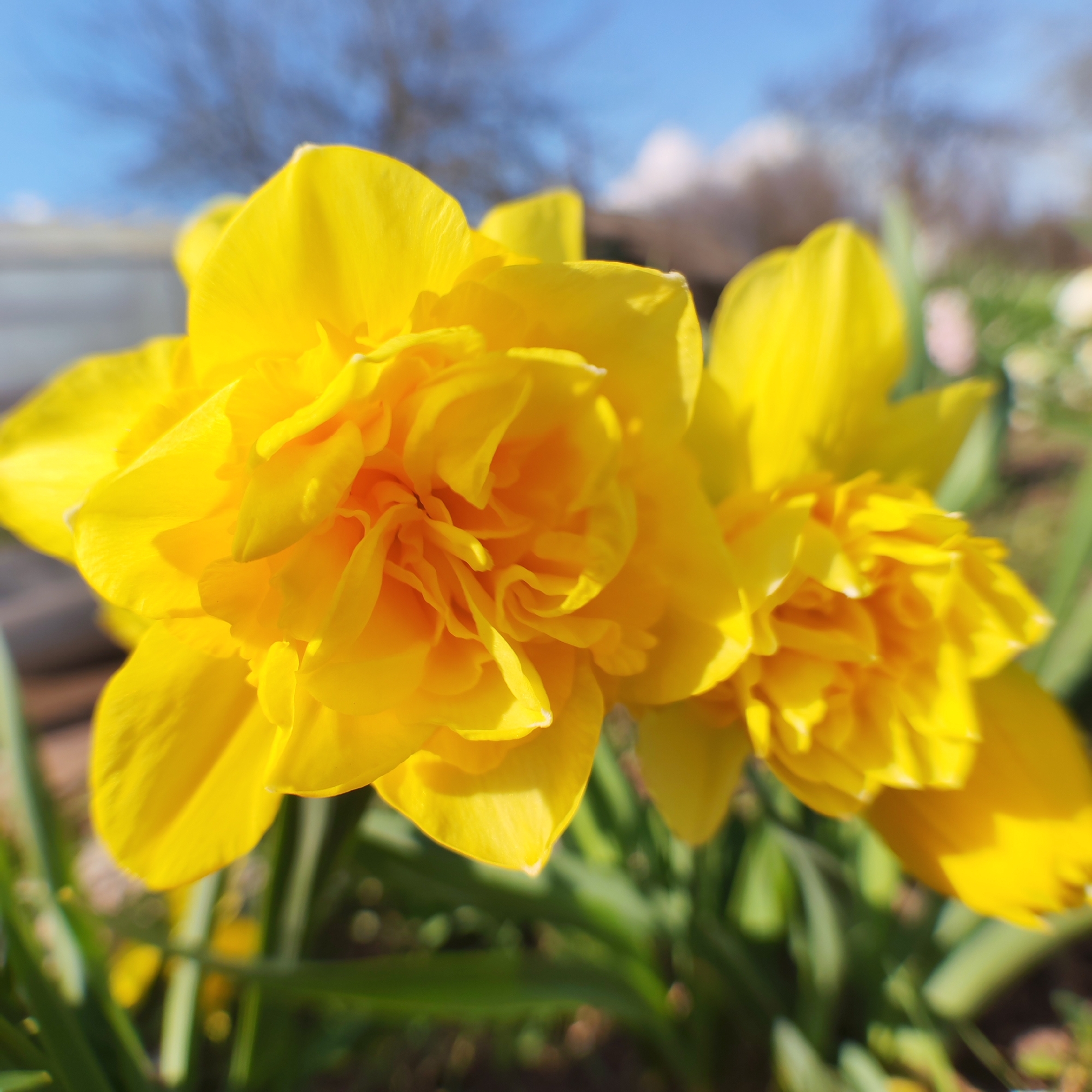 The image shows two yellow daffodil flowers in close-up. The flowers are fully open and have ruffled petals. They are surrounded by green leaves. The background is blurred, showing a blue sky, tree branches, and a blurry fence. There is no information in the image to determine the location as Chaikovsky, Russia. There are no people visible. The image focuses primarily on the daffodils and their immediate environment.