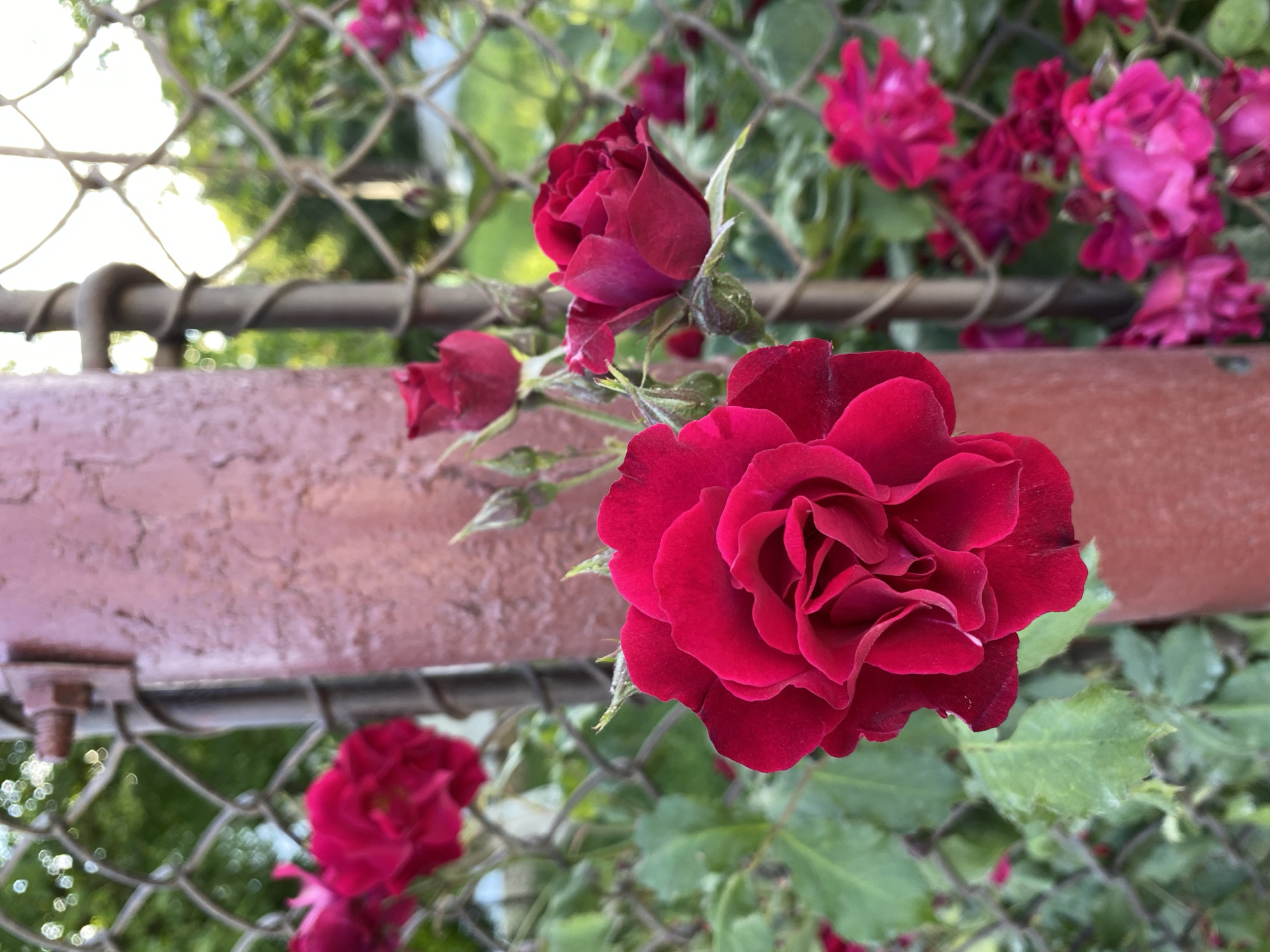 In an outdoor setting, a close-up shot focuses on a cluster of vibrant red roses. The most prominent rose is in the foreground, its velvety petals unfurling in a complex spiral. Several other roses, some in full bloom and others as buds, are scattered throughout the frame, their colors ranging from deep crimson to magenta. These flowers are positioned in front of and behind a weathered, reddish-brown metal pole, which is secured to a chain-link fence. The fence itself is a visual barrier, with its diamond-shaped mesh partially obscuring the background. Beyond the fence, lush green foliage and hints of light suggest a garden or yard, bathed in soft, natural light. The overall impression is one of natural beauty and delicate floral arrangement, with the industrial element of the pole and fence providing a contrasting texture.