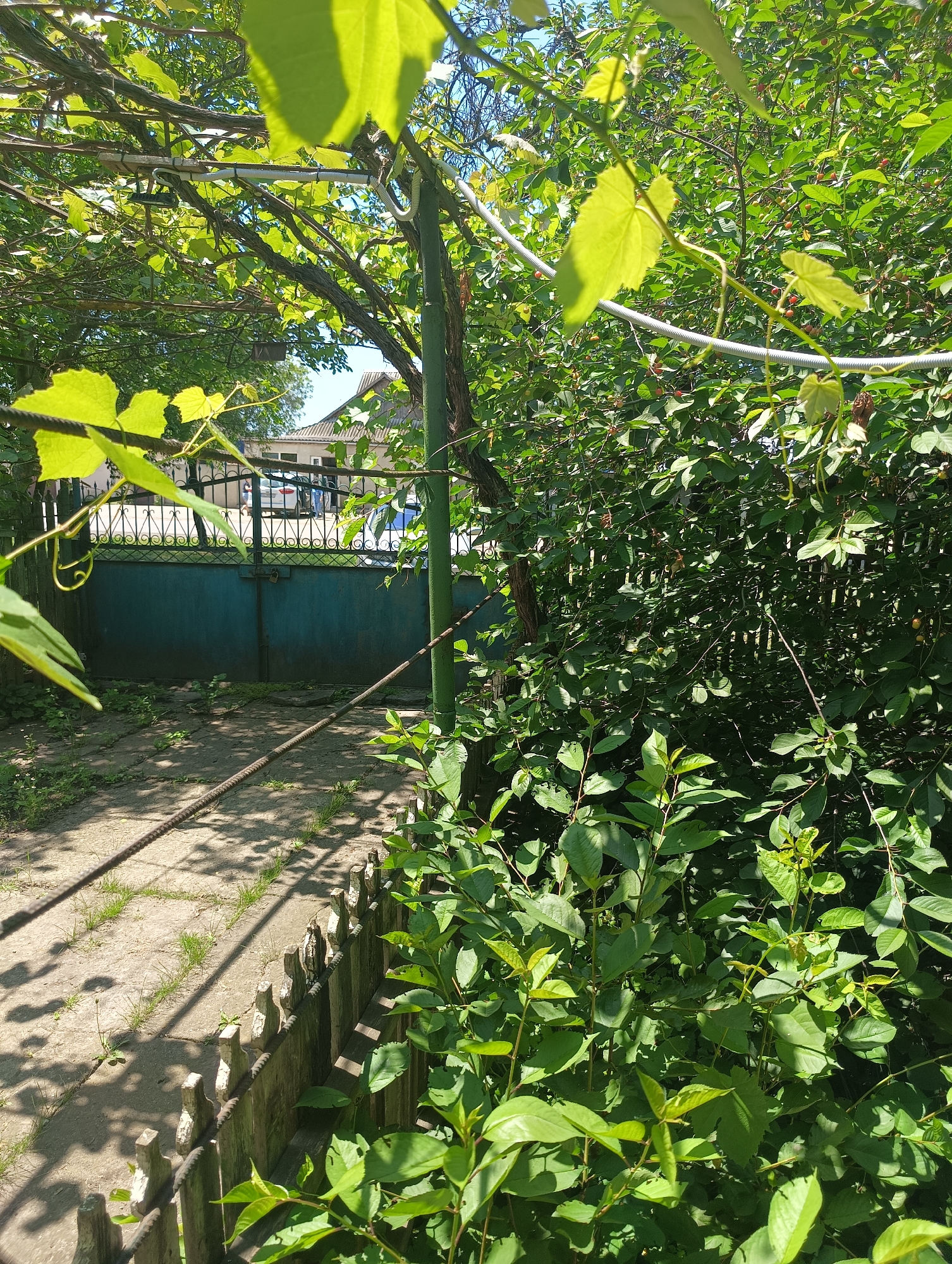 The image displays a sun-drenched outdoor scene, likely a residential garden or yard entrance, dominated by lush green foliage. In the foreground, a concrete path, partially overgrown with grass, recedes towards a large, dark green metal gate in the mid-ground. A low, weathered wooden picket fence borders the path on the right. A textured rope or rebar runs along the ground beside the path and another along the top of the picket fence.
Overhead, a dense canopy of vines, featuring distinct large grape leaves, creates dappled shadows on the path. A white corrugated pipe is affixed to the trellis structure supporting these vines. The metal gate, secured with a padlock, offers a partial view beyond it. Behind the gate, a white car is partially visible, alongside a few blurry human figures. Above the metal gate is a black wrought-iron fence. Beyond the immediate greenery, thick shrubs and trees are visible, and in the distance, parts of a house roof can be seen against a clear blue sky.
The bright sunlight casts sharp shadows, illuminating the vibrant greens of the plants and indicating a clear day, likely midday or early afternoon. The scene evokes a calm, natural setting. No visible text is present in the image.