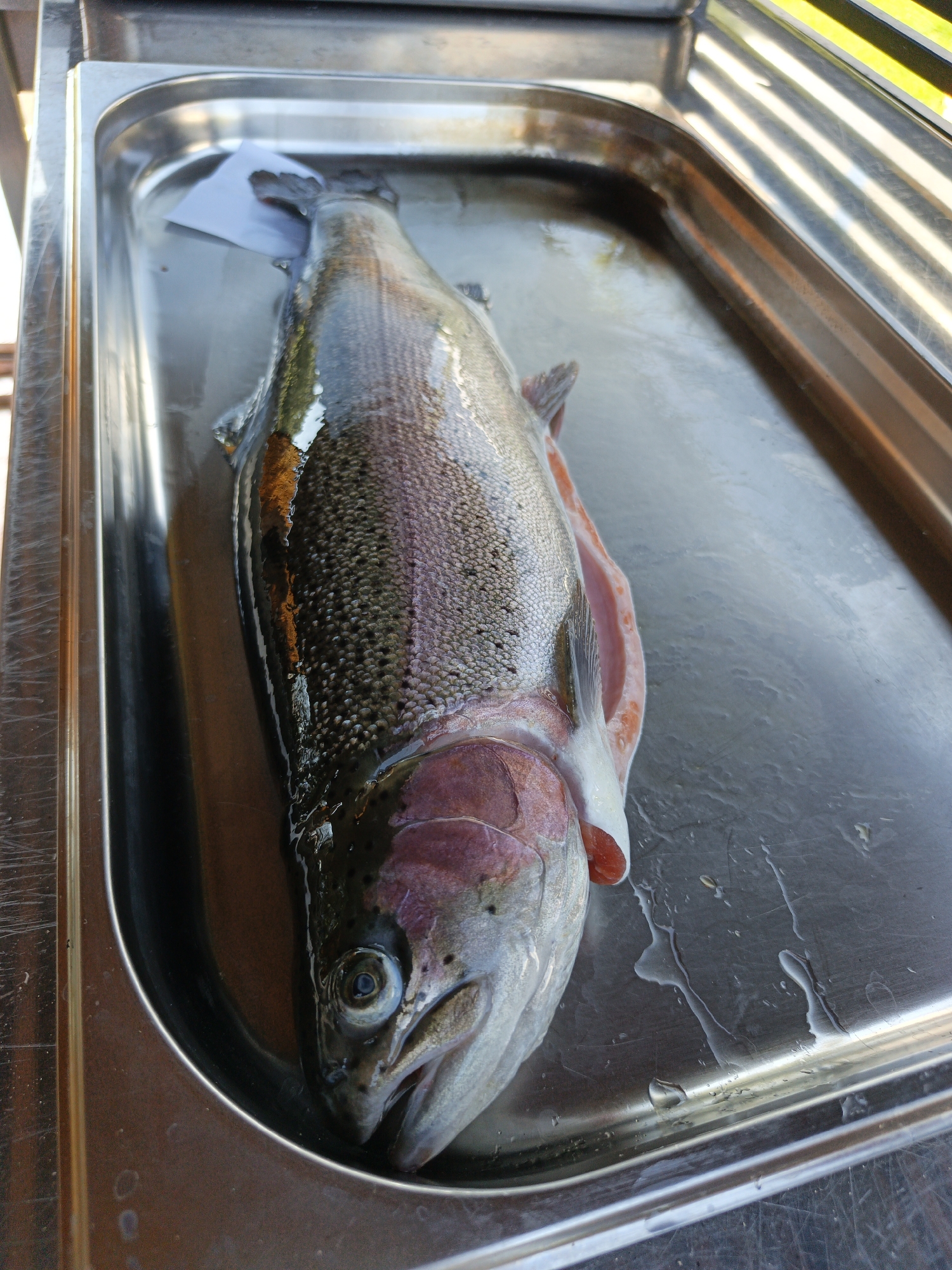 A whole, raw trout is lying on its side in a stainless steel tray. The fish is oriented head-down and slightly to the left. Its scales are visible and have a greyish-green hue, with a prominent lateral line. The belly of the fish is lighter in color, showing some pinkish-red flesh. The head of the trout features a visible eye and gill covers. A small white paper tag is tucked under the tail fin of the fish. The stainless steel tray is rectangular with slightly rounded corners and appears to be wet, with water droplets and streaks visible on its surface. The tray is placed on a surface that reflects light and appears to be outdoors, with yellow and green striped elements in the background, suggesting a sunny environment. The image does not contain any information about the city of Pshada, Russia.