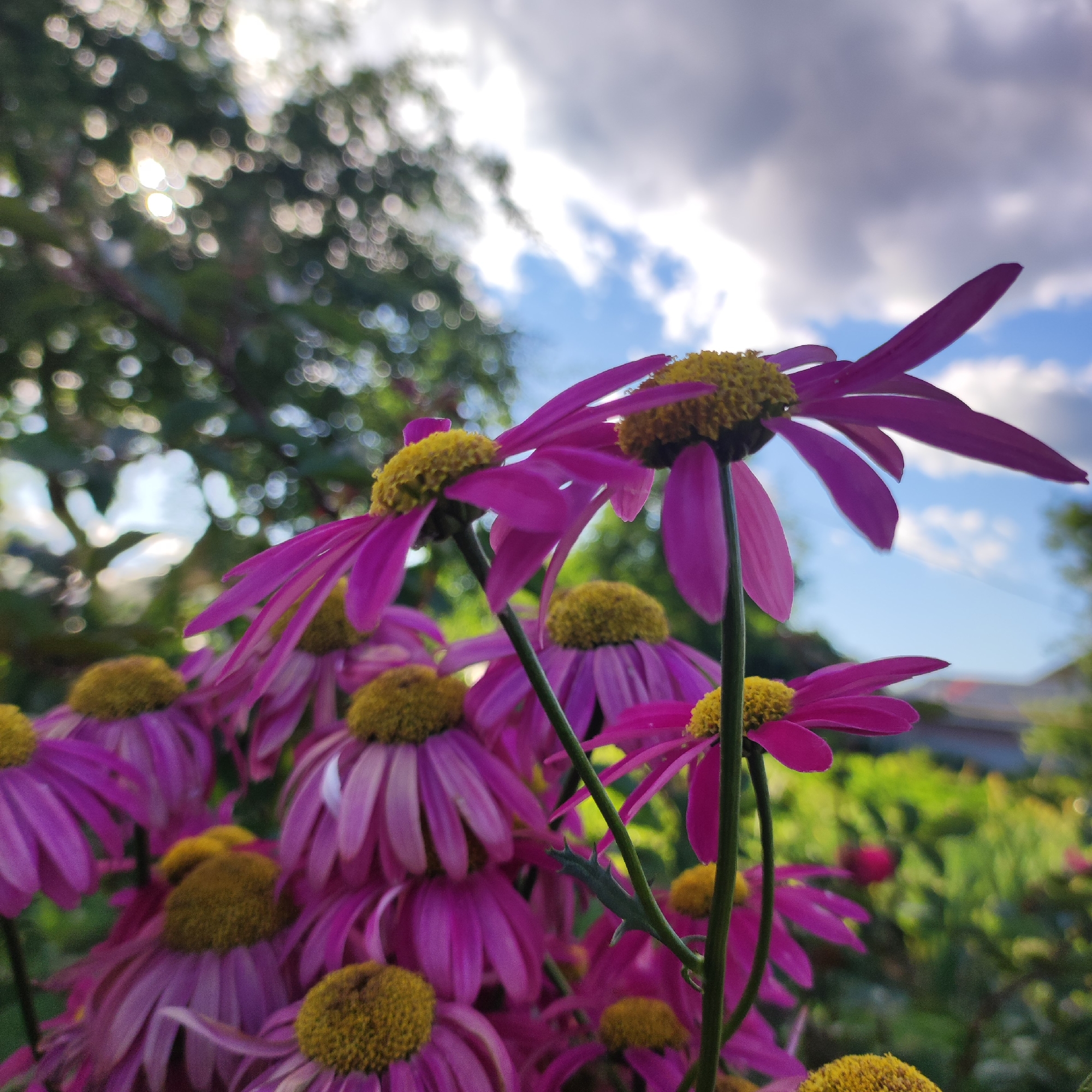 The image depicts a close-up view of a cluster of bright pink daisies with yellow centers. The flowers are arranged in a garden setting, with soft, blurred green foliage and a bright blue sky with scattered clouds in the background. The sun is visible, creating a bokeh effect of circular highlights in the upper left portion of the image, suggesting it is daytime. The lighting indicates it could be late afternoon or early morning, given the warm glow and the soft shadows. The overall mood is serene and natural, highlighting the beauty of the flowers. There is no visible text in the image. The location is identified as Navoloki, Russia.