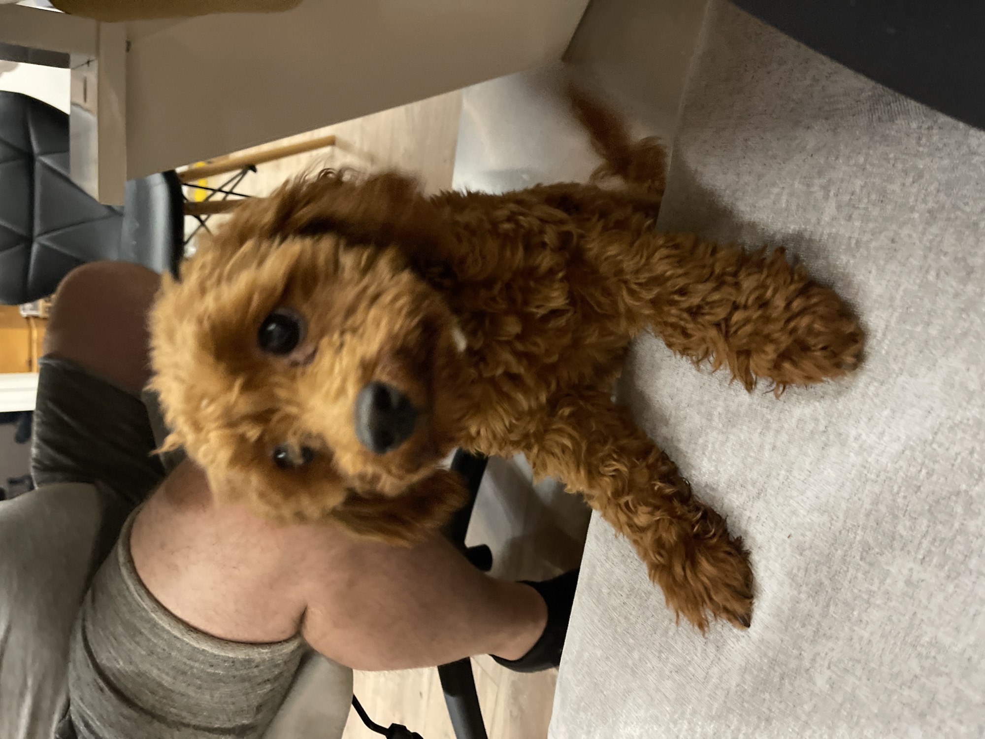 A tan, curly-haired dog, possibly a poodle mix, lies on a light grey surface that appears to be a table or counter. The dog's head is tilted up towards the camera, with a slightly inquisitive expression. The dog's paws are extended on either side. A person's leg, clad in a grey garment, is visible to the left of the dog, along with parts of a chair. The scene is indoors, possibly a home. There is no indication of this image being located in Sofia, Bulgaria.