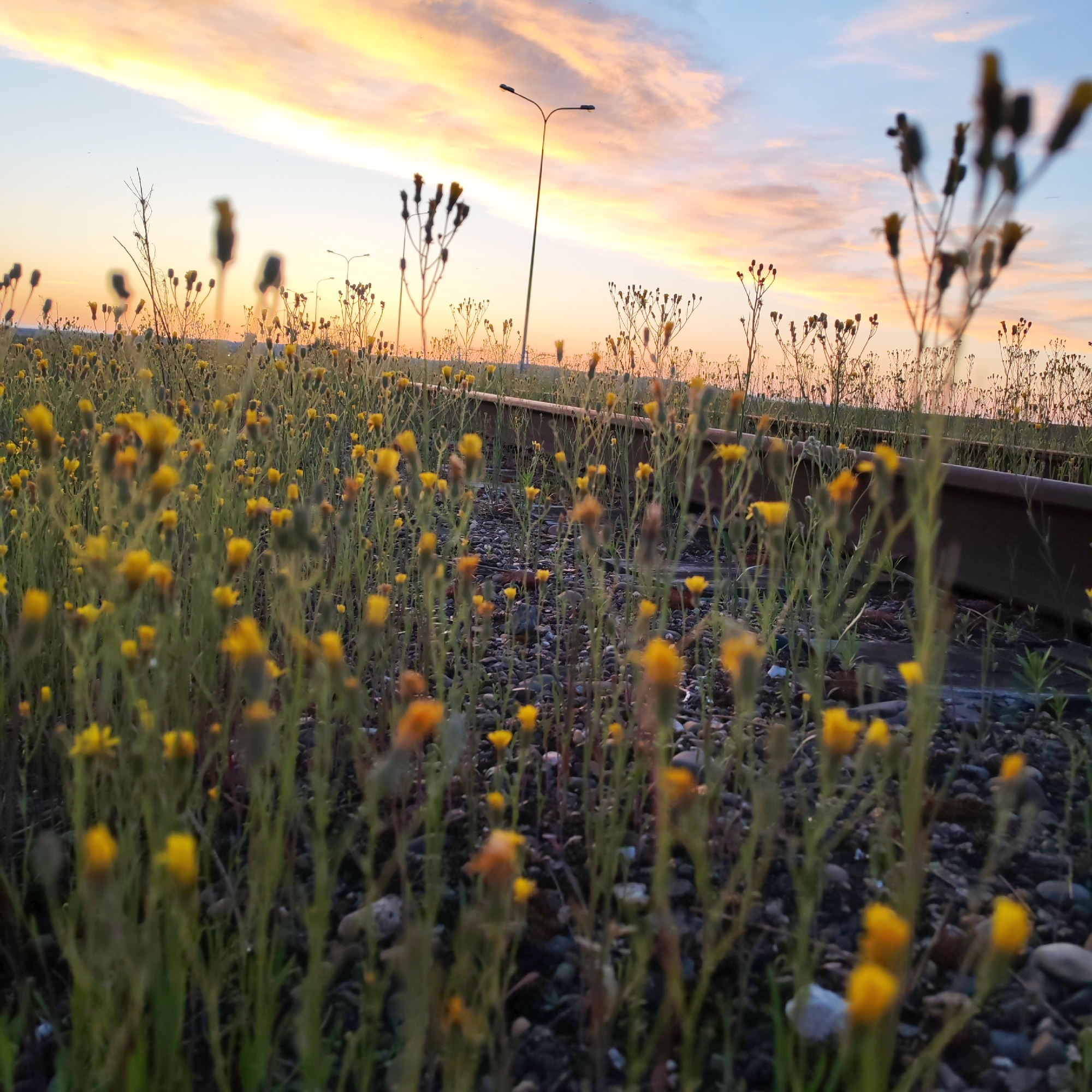 The image captures a serene outdoor scene at either sunrise or sunset in Chaikovsky, Russia, characterized by warm, soft light. The primary subject is a dense field of small yellow wildflowers, possibly dandelions or similar species, occupying the entire foreground and extending into the mid-ground. These flowers, with their green stems and leaves, grow amidst a bed of small grey and brown gravel or stones, which are partially visible between the plants.
Running horizontally across the mid-ground, somewhat blurred, are two dark metal railway tracks, partially overgrown with the same yellow wildflowers and other vegetation. Beyond the tracks, the landscape recedes into a distant horizon line, which appears to be flat. The sky dominates the upper portion of the image, displaying a beautiful gradient of colors. A clear light blue at the very top transitions into soft orange, yellow, and pink hues closer to the horizon, with wispy, elongated clouds catching the warm sunlight.
A tall, dark street light or utility pole stands prominently in the mid-ground against the vibrant sky, with another, more distant pole visible to its left. The low-angle perspective places the viewer directly among the wildflowers, creating an immersive experience. The shallow depth of field keeps the closest flowers in sharp focus while progressively blurring elements further back. There is no explicit activity taking place, depicting a peaceful, still moment in nature. No text is visible in the image.