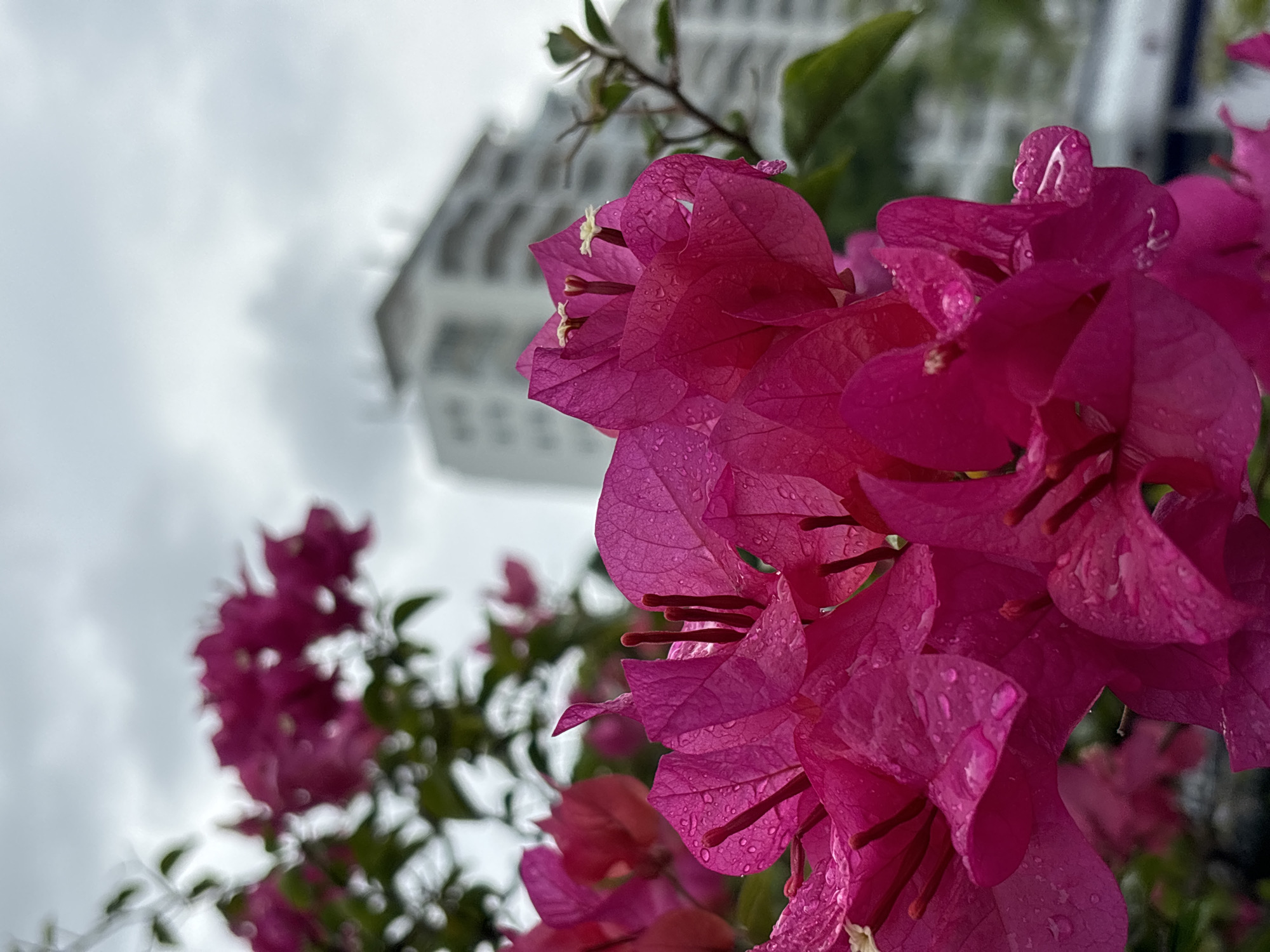 In Jiyang District, China, on a cloudy day, close-up shots of vibrant fuchsia bougainvillea flowers dominate the foreground. The petals are delicate and textured, with visible water droplets clinging to their surface, suggesting recent rain. In the mid-ground, out of focus, a modern, multi-story building with a white facade and dark-rimmed windows stands against the overcast sky. Green foliage is interspersed between the flowers and the building. The composition emphasizes the natural beauty of the flowers against an urban backdrop.