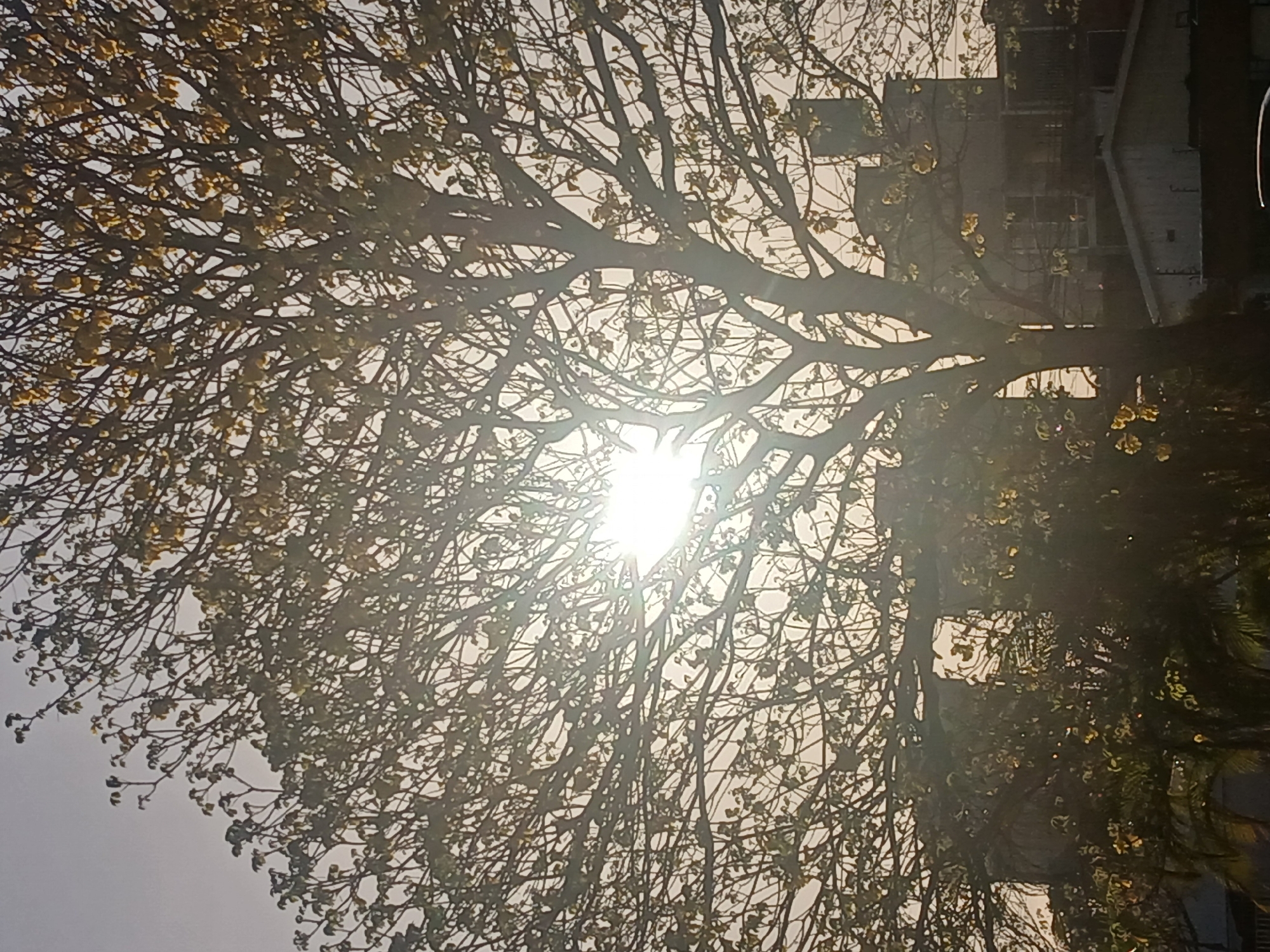The image is a low-angle shot of a tree with a lot of branches and small yellow flowers or blossoms. The sun is visible through the branches, creating a bright glare. In the background, there's a building visible through the tree branches. It's daytime, with the sun shining brightly. The location is Ciudad Guayana, Venezuela.