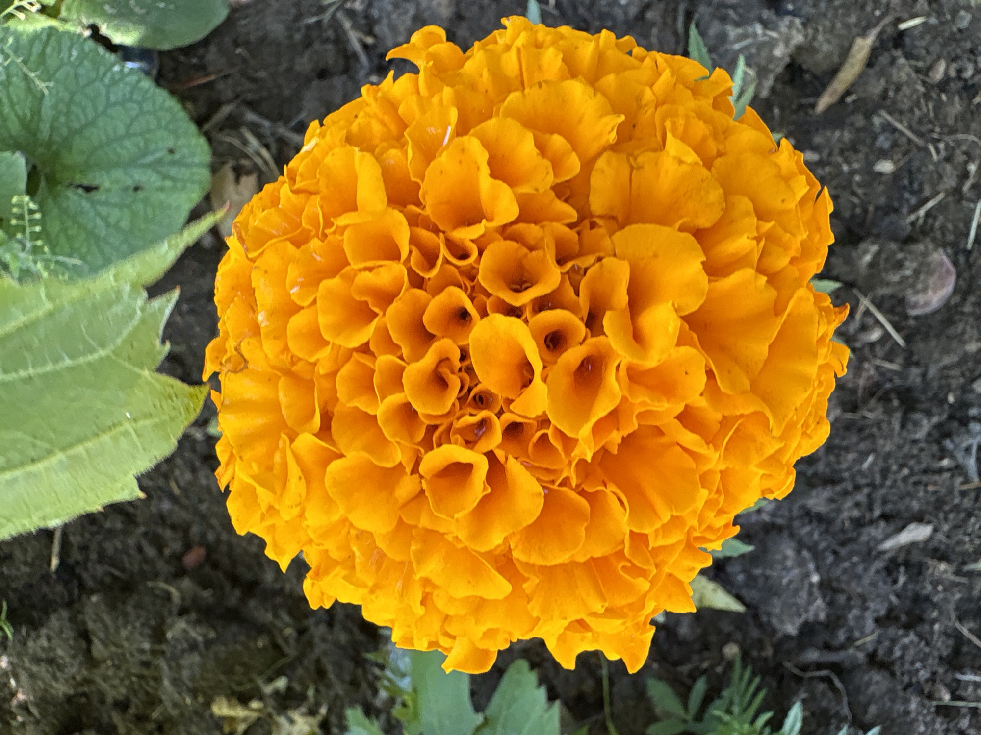A close-up, overhead shot showcases a vibrant orange marigold flower in full bloom, its ruffled petals creating a dense, textured ball. The flower is nestled against dark, rich soil, which is partially visible at the top and bottom of the frame. To the left and right of the flower, glimpses of green foliage can be seen, with one large, textured green leaf prominently displayed in the upper left quadrant. The scene appears to be outdoors, likely in a garden setting. The lighting suggests natural daylight, casting subtle shadows within the flower's complex structure. There are no people or animals present in the image.