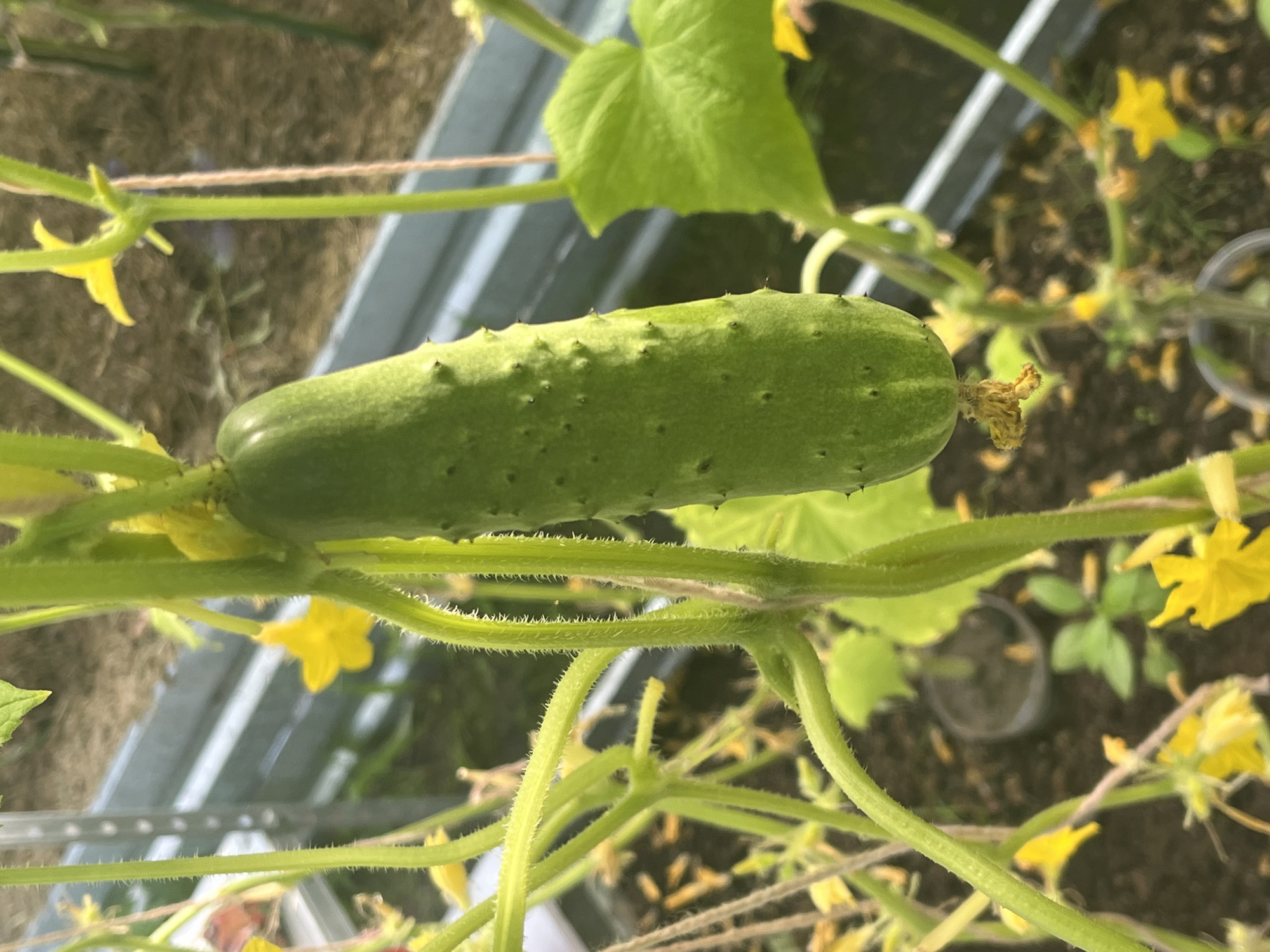 A single, green cucumber with small prickles hangs from a vine in a greenhouse. The cucumber is oriented vertically, with its stem at the top. Yellow cucumber flowers are visible around the cucumber and on other vines. The background shows the soil of the greenhouse bed, some leaves, and part of a metal raised bed. The scene is well-lit by natural light. The image does not contain any people or actions.
