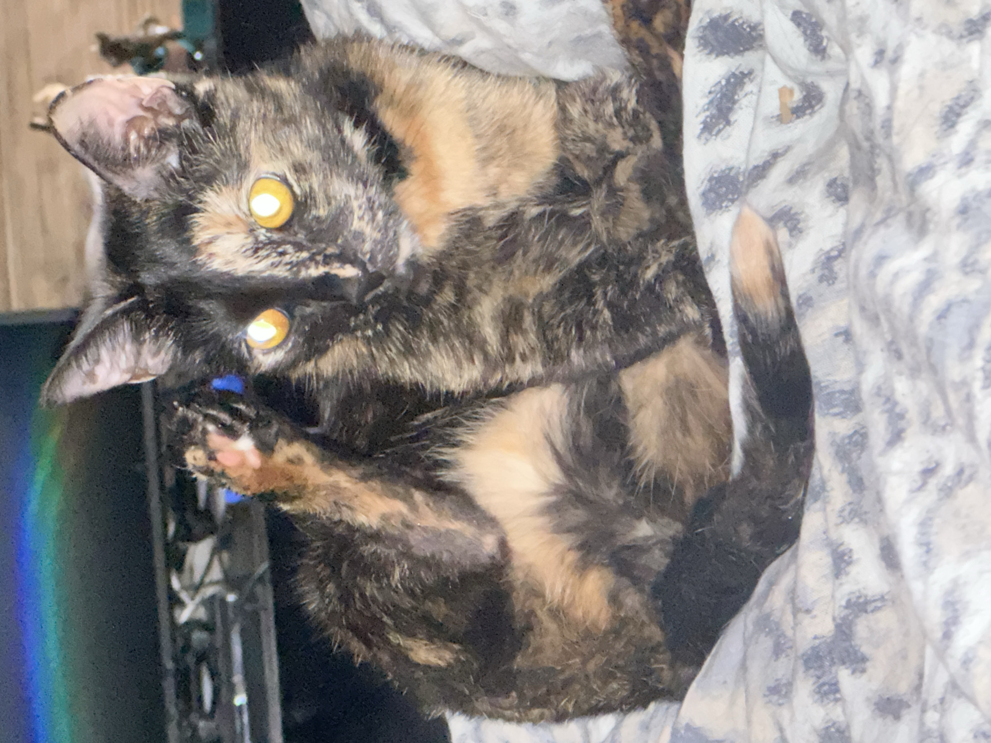 A tortoishell cat with bright orange eyes is lying on a patterned blanket. The cat is curled up, with one paw raised in the air. The background is dark and blurry, with a faint rainbow-like light visible at the top left. There are no people or any discernable city landmarks visible in the image. The scene appears to be indoors.