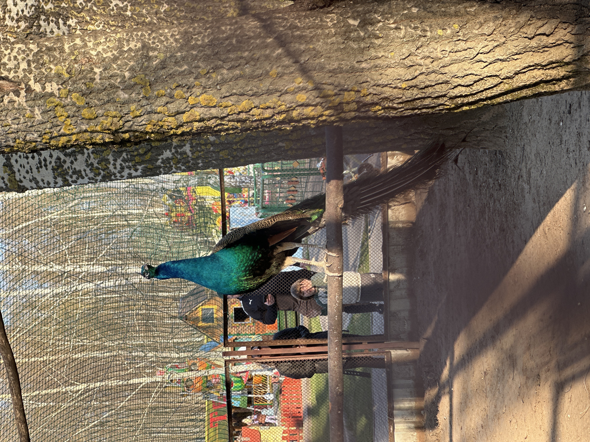 A peacock is perched on a structure within what appears to be a cage or enclosure, potentially in a zoo or park-like setting. In the background, there is a play structure or playground area with colorful elements, suggesting the location may be family-oriented. A couple of individuals are standing near the base of the structure, seemingly observing the peacock. The ground is dirt or gravel, and the surrounding environment is partly shaded by a tree or other overhead structure. The overall setting seems to be an outdoor area of the city of Chaikovsky, Russia, likely at a public recreation site. The image conveys a sense of interaction between wildlife and people in a controlled or managed environment.
