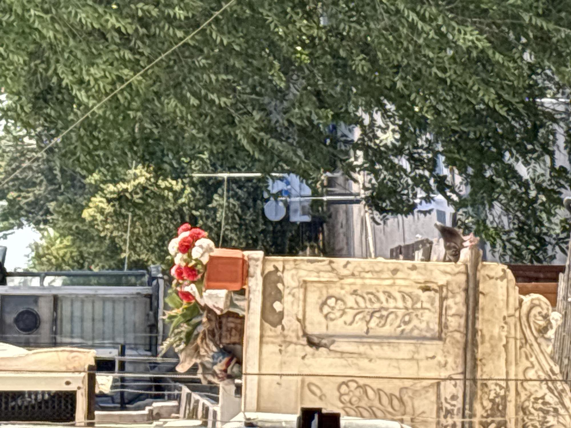 A cluster of red and white flowers in an orange pot sits on a decorative ledge outside a building. A pigeon is perched on the ledge. The building has ornate carvings and is next to a window with a grey frame. Green trees are visible in the background, along with a street and a traffic light. The lighting suggests it is daytime.
