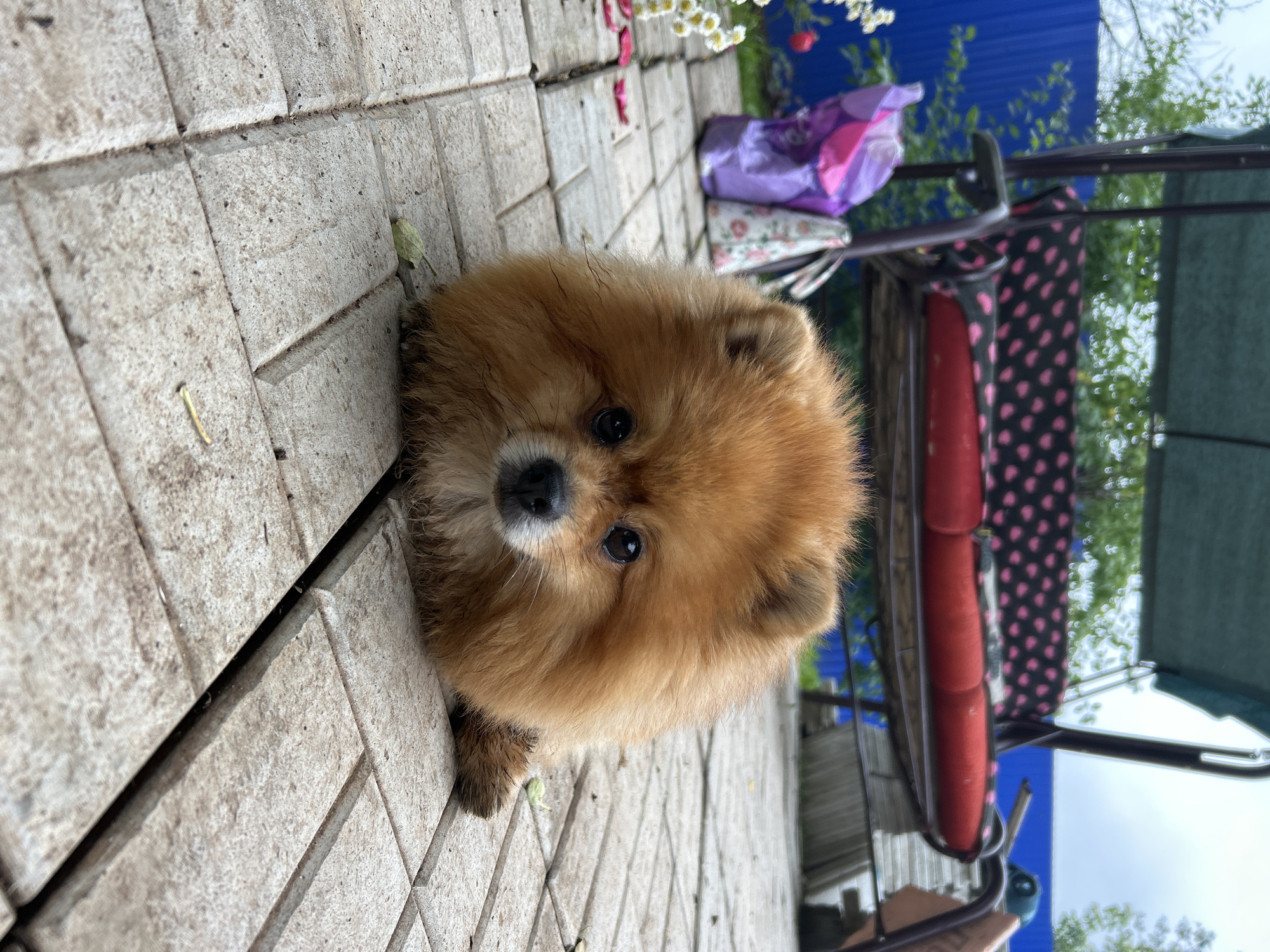 A fluffy, light brown Pomeranian puppy lies on a patio made of light-colored rectangular tiles. The puppy's head is tilted towards the camera, with its dark eyes and black nose prominently featured. Its fur appears slightly wet or disheveled, and one of its paws rests near the edge of the tile. The background is outdoors, with hints of greenery and a blue fence visible. To the right of the puppy, a portion of outdoor furniture, possibly a swing set or bench, is visible, featuring red cushions and a black fabric with a pink heart pattern. Several bags or items, including a purple bag and a floral-patterned fabric, are placed near the furniture. The image has a slightly warm, outdoor lighting, suggesting it was taken during the daytime. There is no visible text in the image.