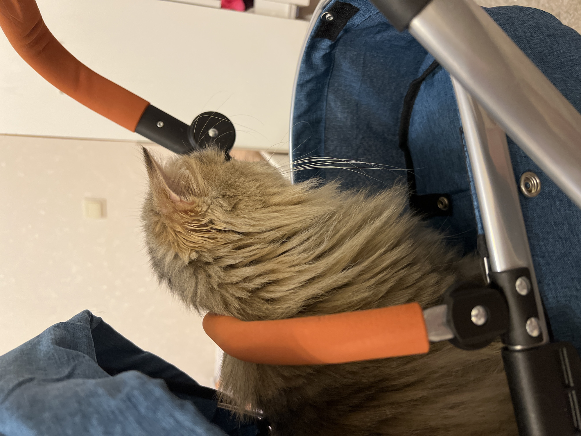 A medium-haired cat with brown and beige fur is nestled inside a blue denim stroller, with an orange bar around its neck. The stroller has a silver frame. The background is a light-colored wall. The scene appears to be indoors. The location is not discernible from the visual information.