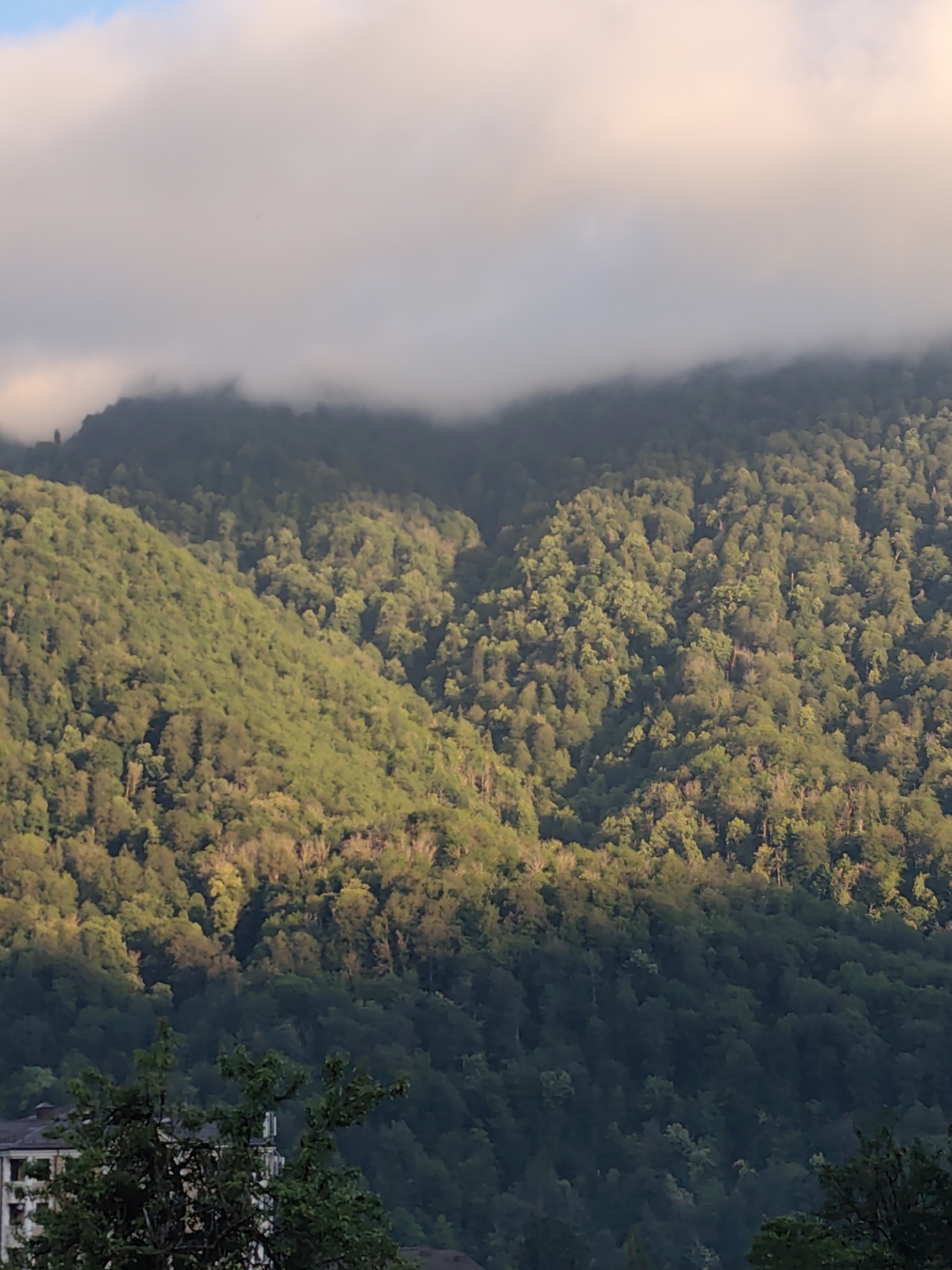 The image captures a lush, forested mountainside in Krasnaya Polyana, Russia, bathed in the soft, golden light of either early morning or late afternoon. Wisps of clouds drift across the upper slopes, partially obscuring the very peaks and adding a sense of depth and mystery to the scene. The dense green foliage of the trees covers the slopes, with patches of sunlight highlighting the texture and contours of the terrain. The overall mood is serene and natural, evoking the beauty of a mountain landscape. In the foreground, the upper floors of a building with white walls and some dark-colored windows are visible through the branches of trees, suggesting a populated area at the base of the mountain. The weather appears to be fair, with the clouds adding a dramatic element rather than suggesting rain. There is no visible text in the image.