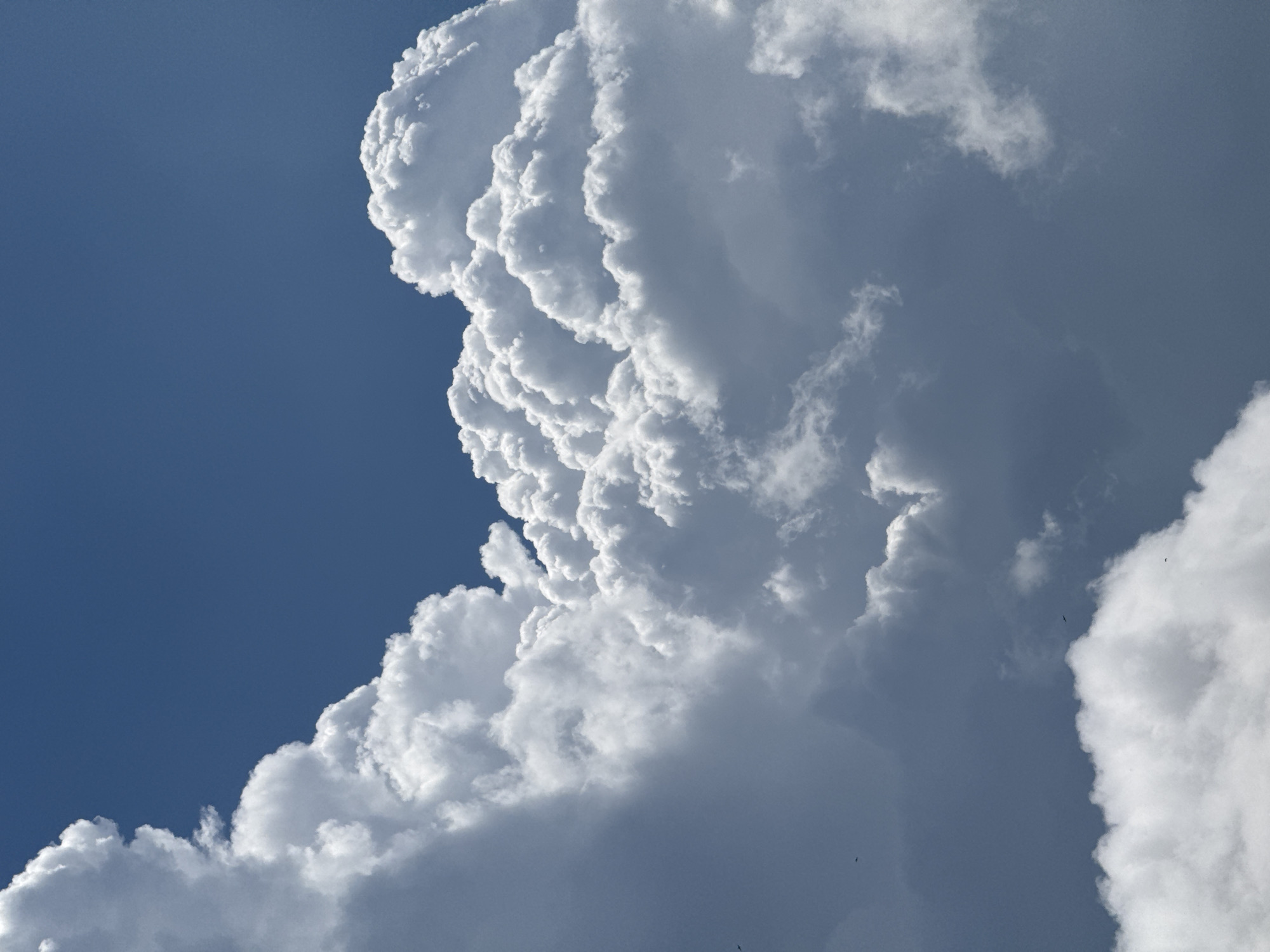 This media file captures a dramatic sky scene featuring a large, cumulus cloud formation against a deep blue sky. The cloud is predominantly white and puffy, with intricate layers and textures that suggest immense size and depth. The light source appears to be from above, highlighting the bright, sunlit tops of the clouds while the undersides transition into shades of gray, indicating depth and possible shadow.
The image is framed from a low-angle perspective, looking upwards into the sky. The vastness of the sky and the imposing presence of the cloud dominate the frame. There are a few very small, dark specks visible in the sky, which appear to be birds in flight, adding a sense of scale to the immense cloud formation.
The overall mood is awe-inspiring and perhaps a little dramatic, evoking the power and beauty of nature. The bright sunlight suggests it is daytime, likely mid-morning or afternoon, given the intensity of the light and the deep blue of the sky. The presence of such a large cloud formation could hint at impending weather changes, though the sky is clear to the left of the main cloud.
No text is visible in the media file. The scene is likely outdoors, with the focus being entirely on the atmospheric conditions. The setting is open, with no visible man-made structures or terrestrial elements, emphasizing the sky itself as the subject.