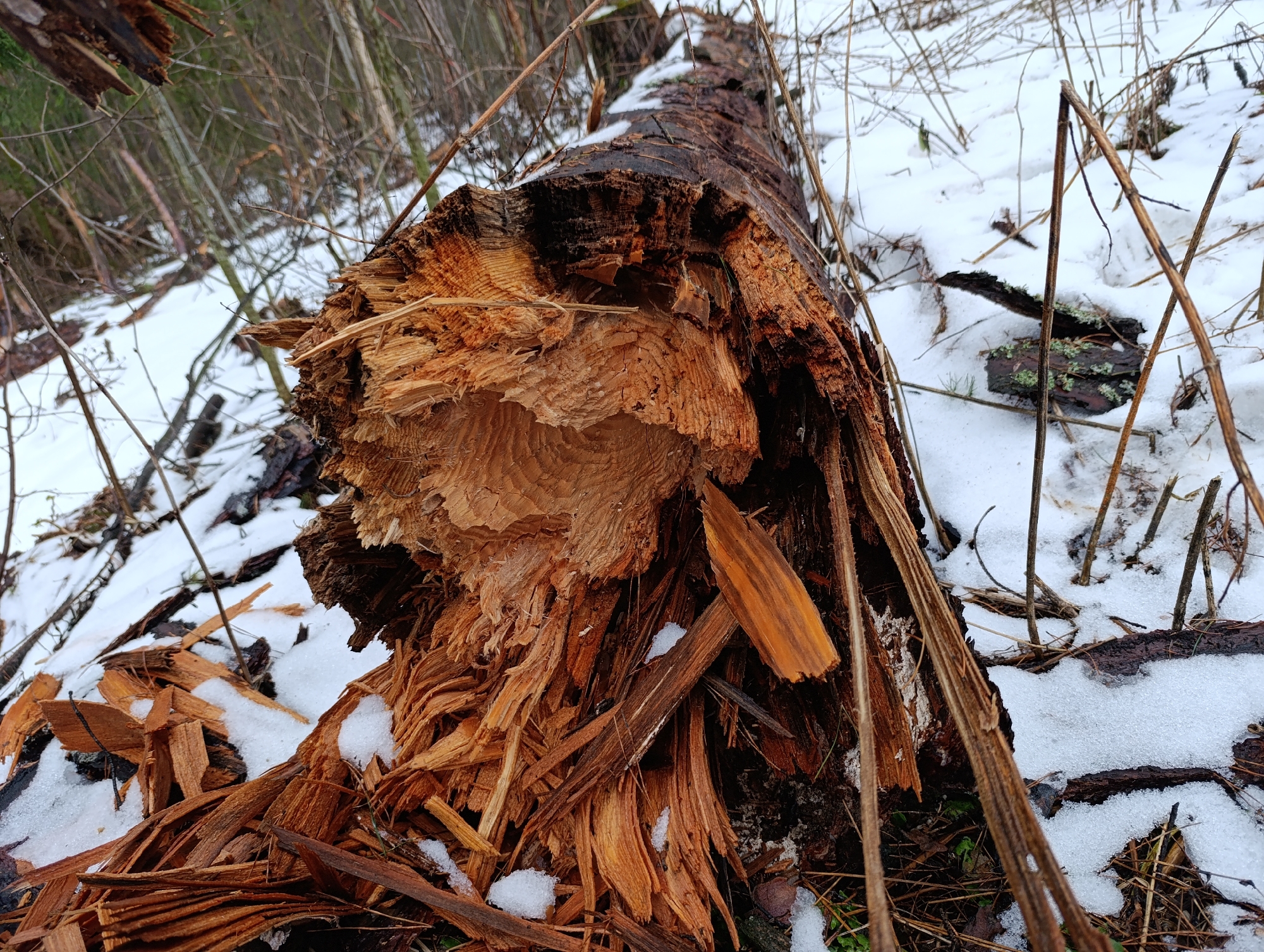 A close-up captures a broken log lying on snow-covered ground, possibly in a wooded area. The log is severely damaged, with exposed wood fibers and splintered sections. The surrounding environment includes snow, bare branches, and other pieces of wood debris. There are no people in the image. There is no information to confirm that the picture was taken in the city of Chaikovsky, Russia.