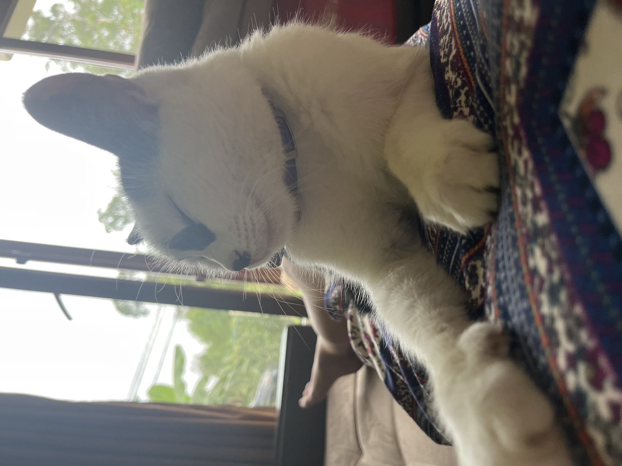 A white cat with gray markings on its head is lying on a person's lap. The cat's eyes are closed. The person is wearing patterned pants and is sitting on a brown couch. In the background, there is a window with lush green trees visible outside. The scene appears to be indoors, possibly in a home in Ureki, Georgia, given the natural light and the relaxed domestic setting.